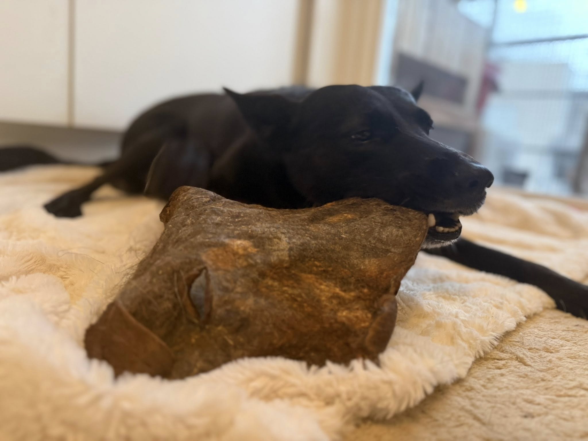 Nyhet! Hästhud med päls XXL – naturligt hundtugg med lång tuggtid
