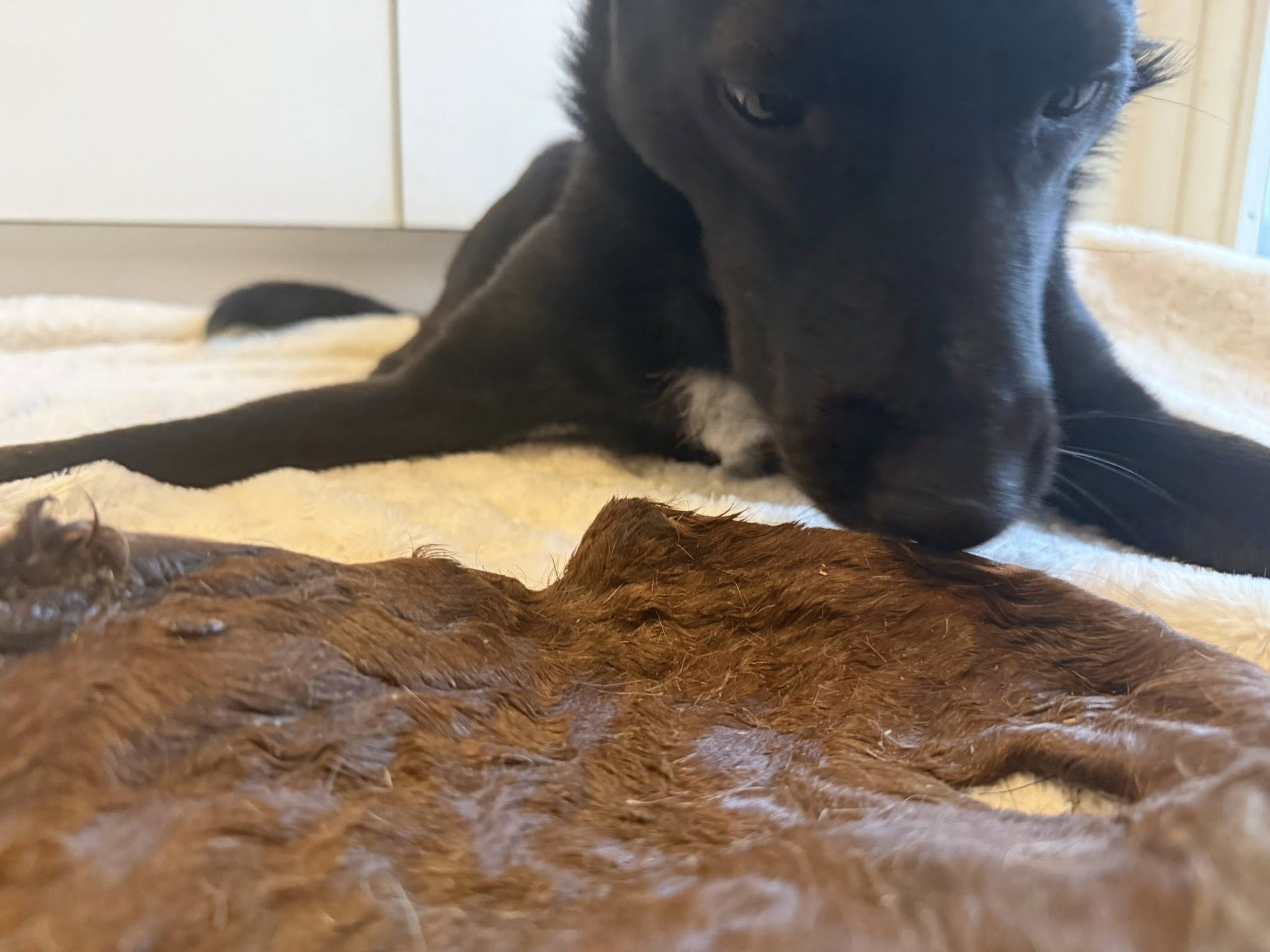 Nyhet! Hästhud med päls XXL – naturligt hundtugg med lång tuggtid
