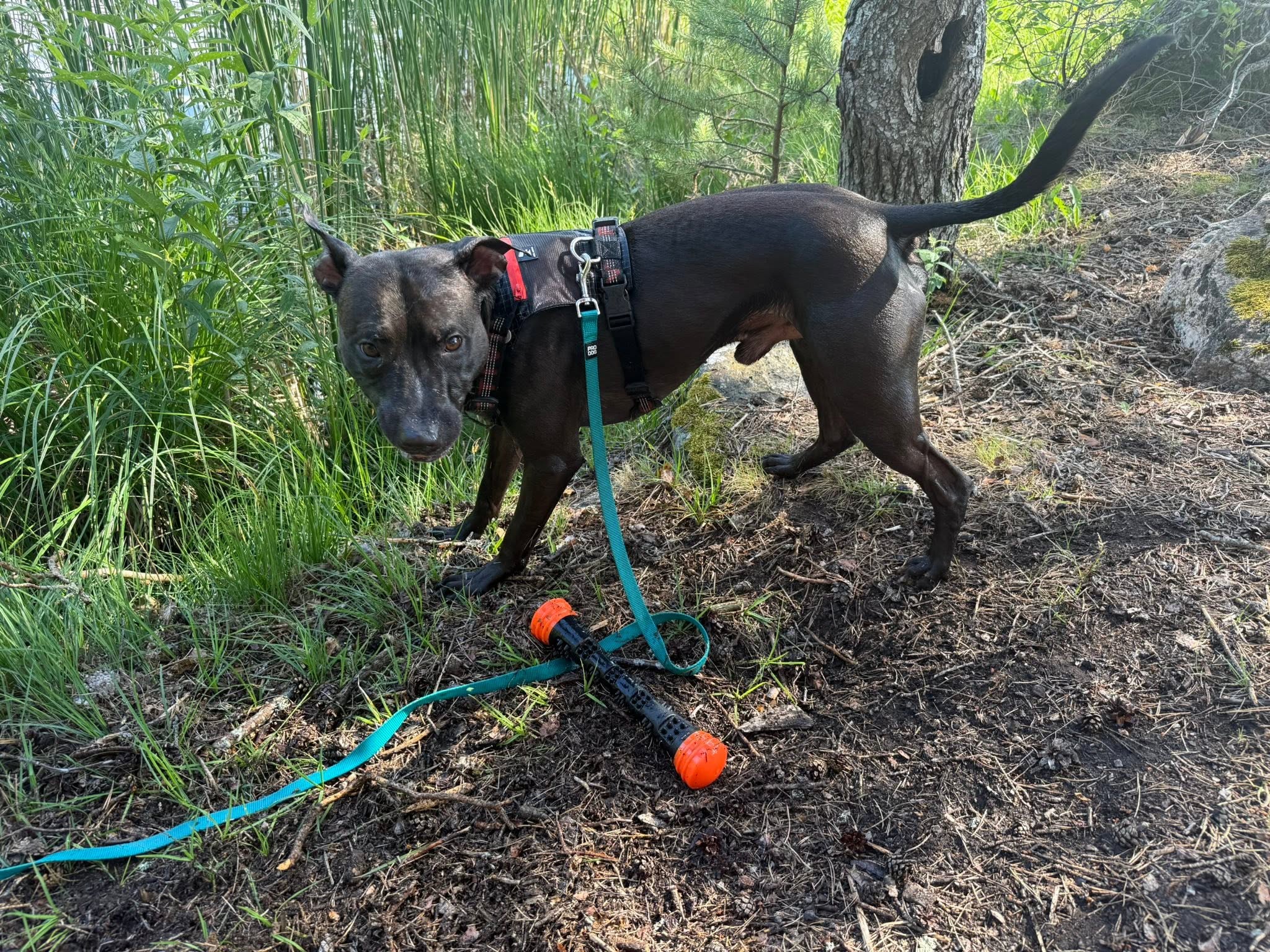 Dog Comets Meteor kastpinne orange L