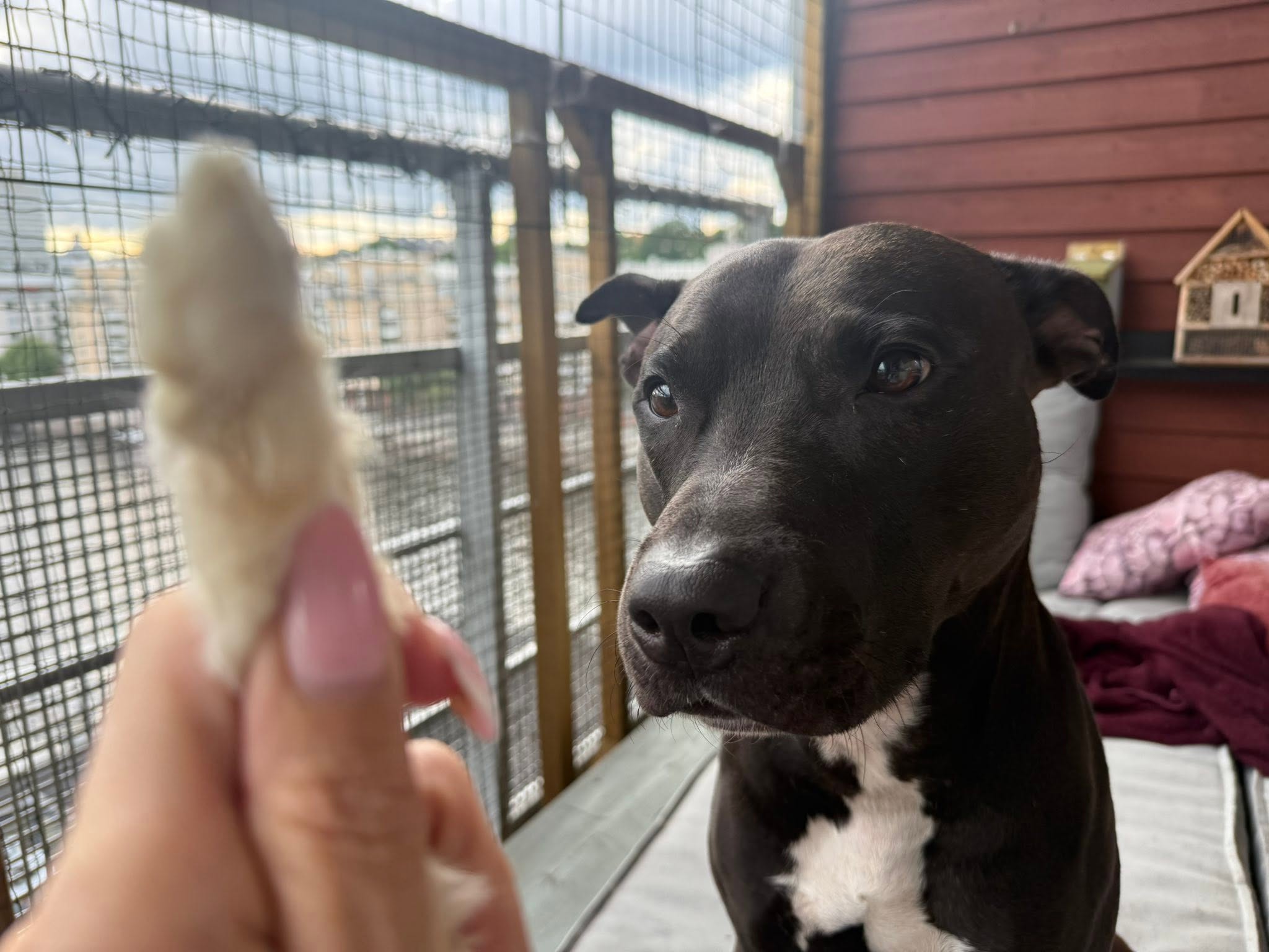 Kanintass med päls i styck – Lufttorkad | Naturligt hundtugg