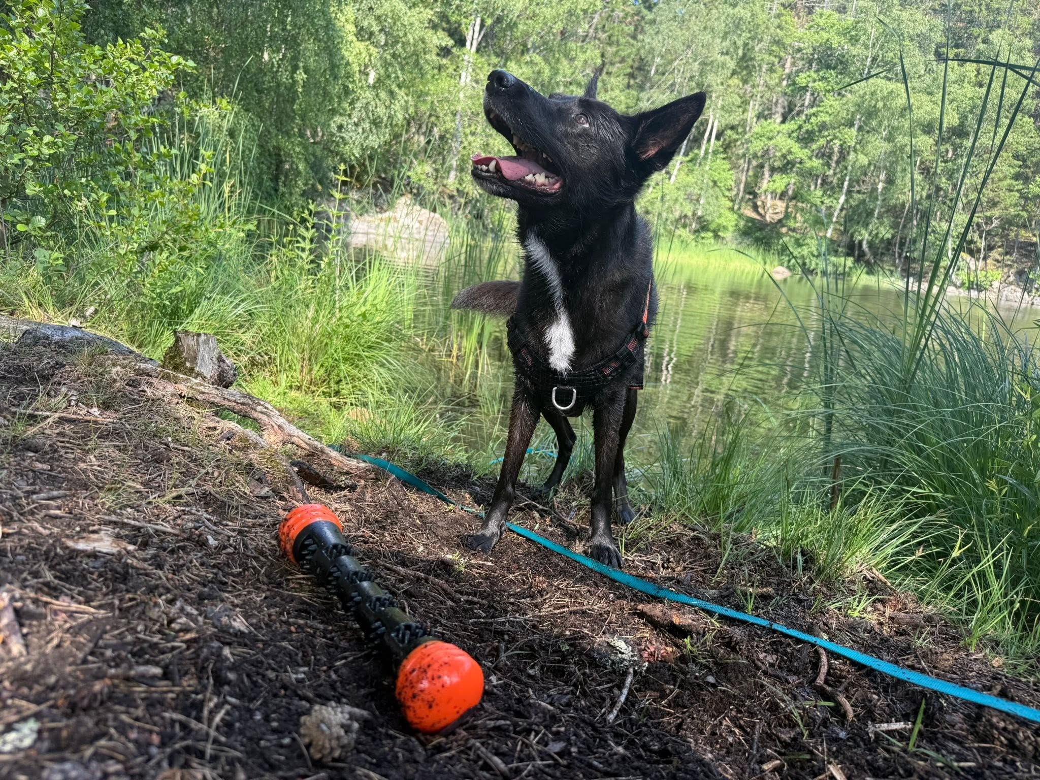 Dog Comets Meteor kastpinne orange L