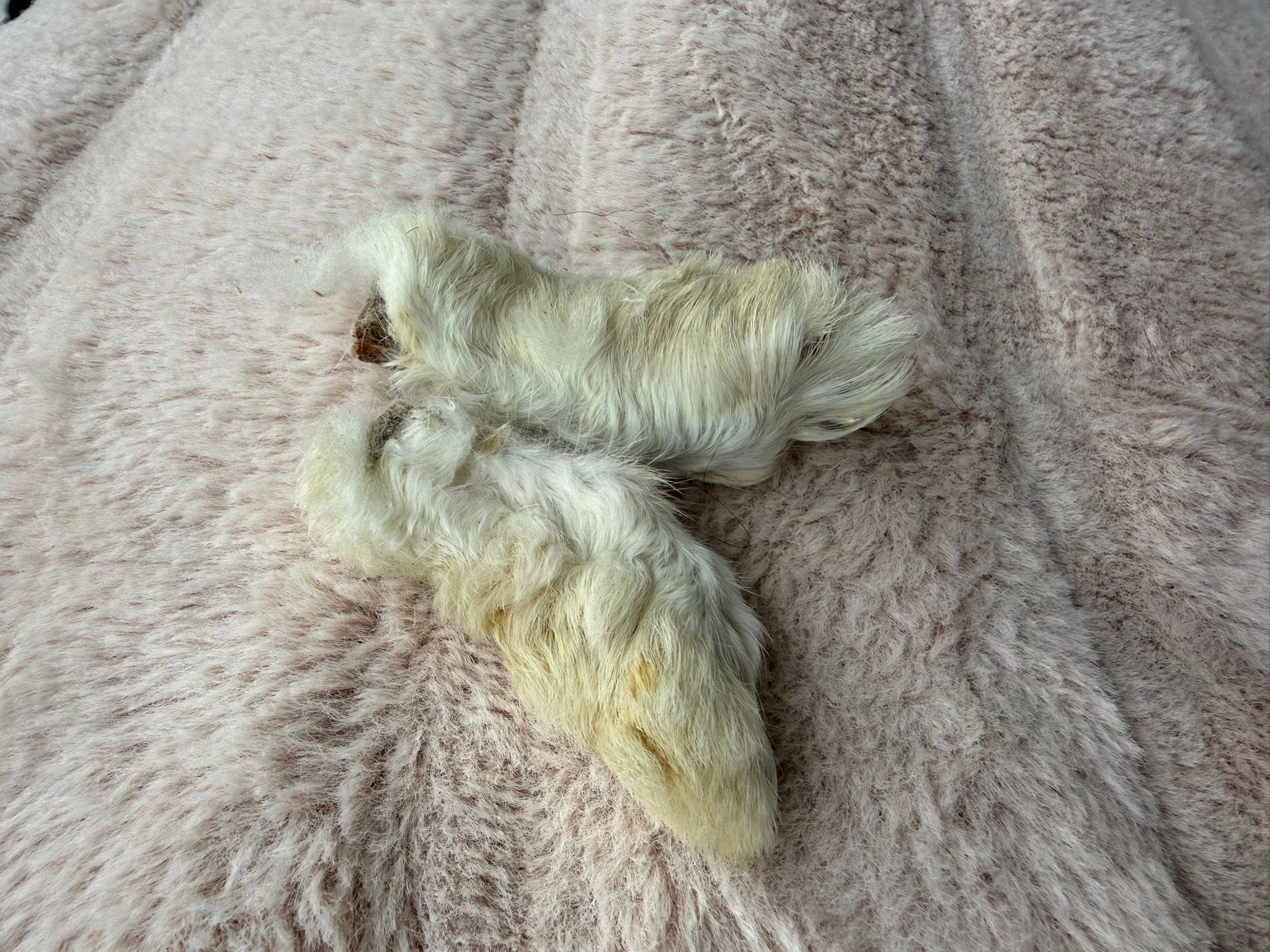 Kanintass med päls i styck – Lufttorkad | Naturligt hundtugg