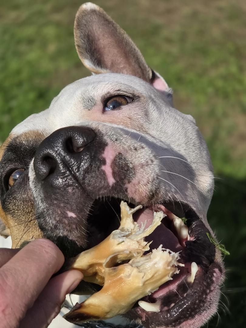 Getfötter 1 styck – naturligt hundtugg av get