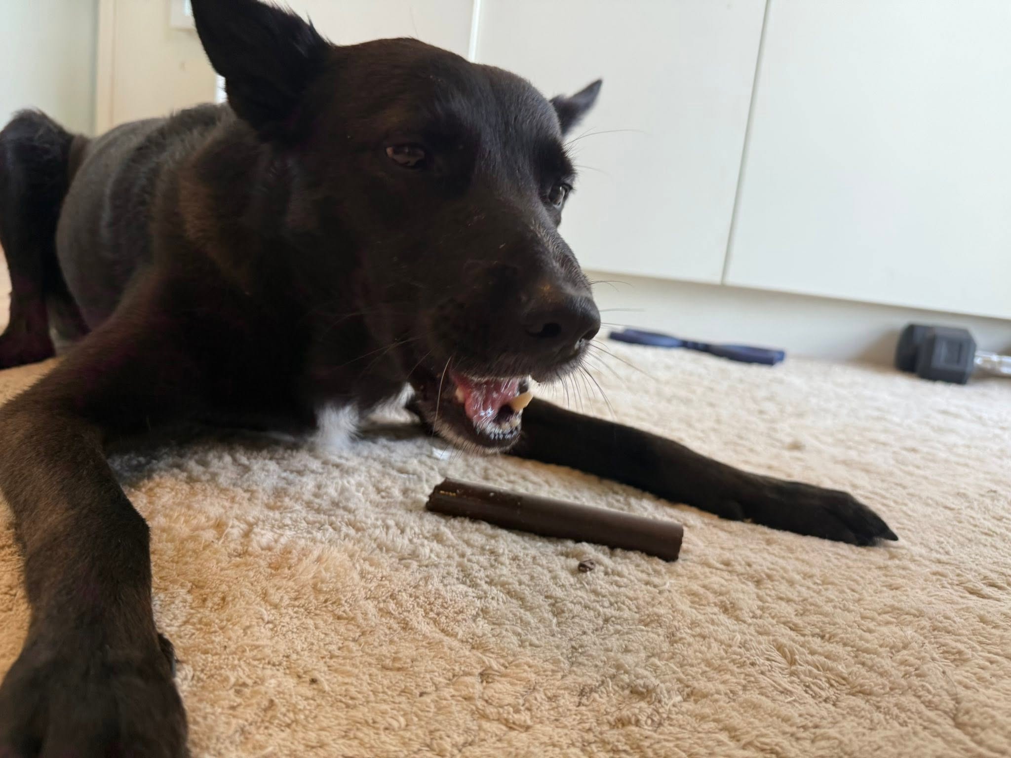 Denta Roll XXL Hjort & potatis – spannmålsfritt hundtugg för tandvård