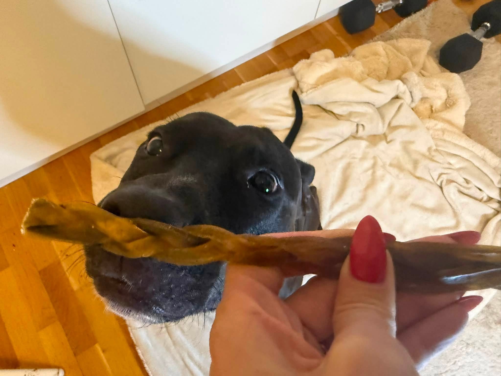 Flätad kamelhud 30 cm | Naturligt hundtugg