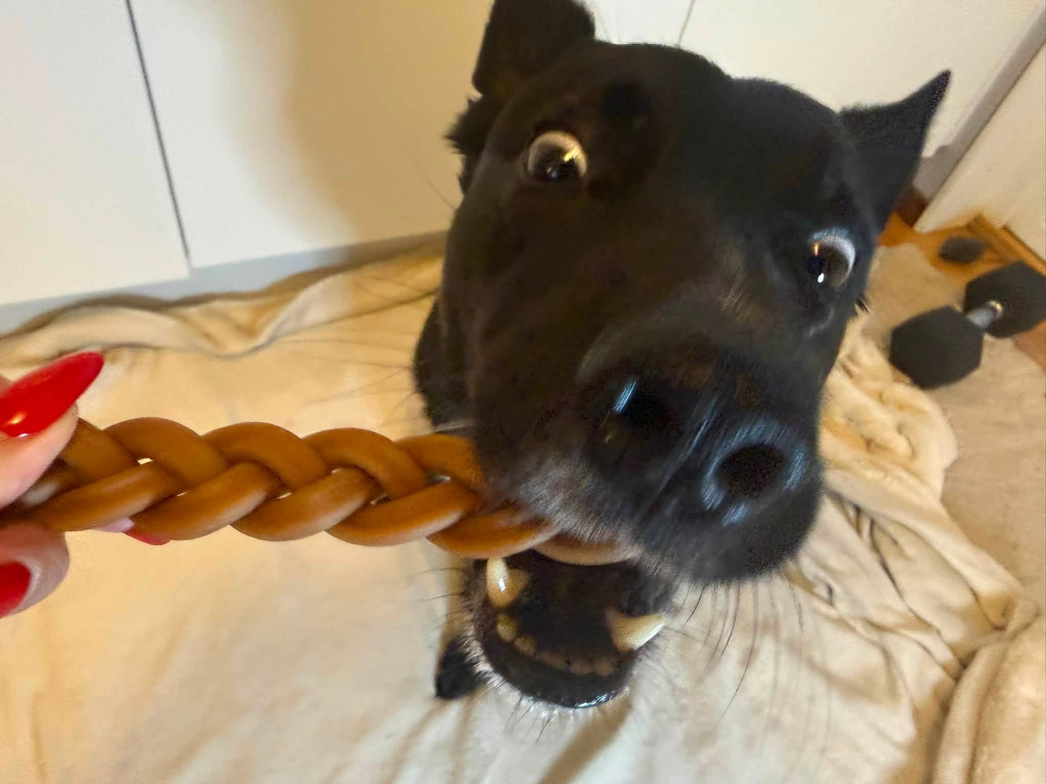 Flätad tjursena 15 cm – naturligt hundtugg av nöt