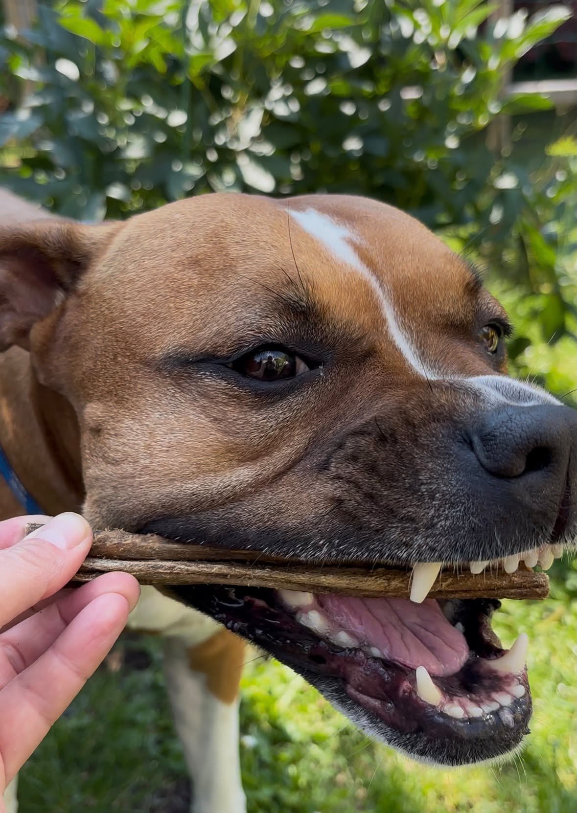 Getvom för hund 100 g – 100 % naturligt hundtugg