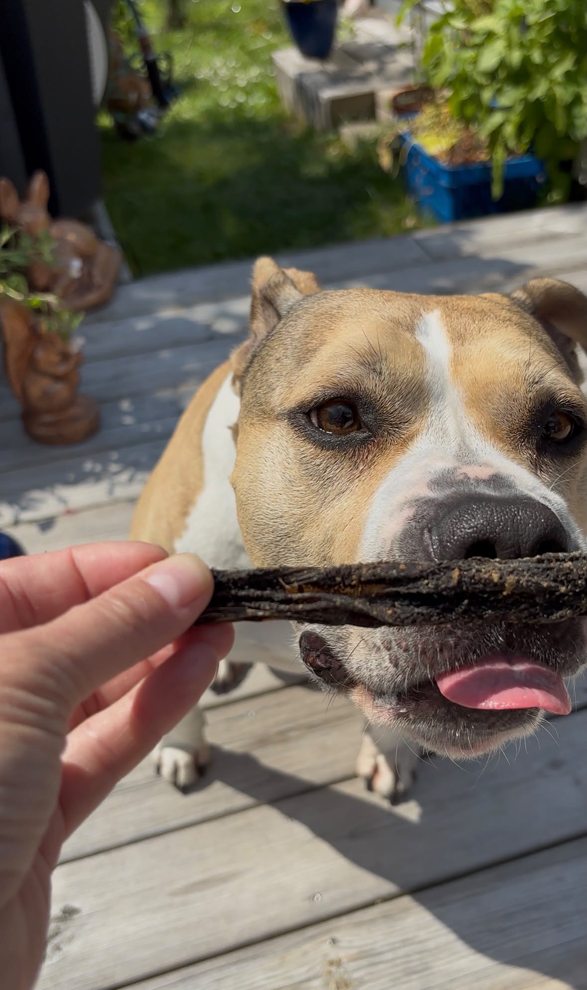 Getvom för hund 100 g – 100 % naturligt hundtugg