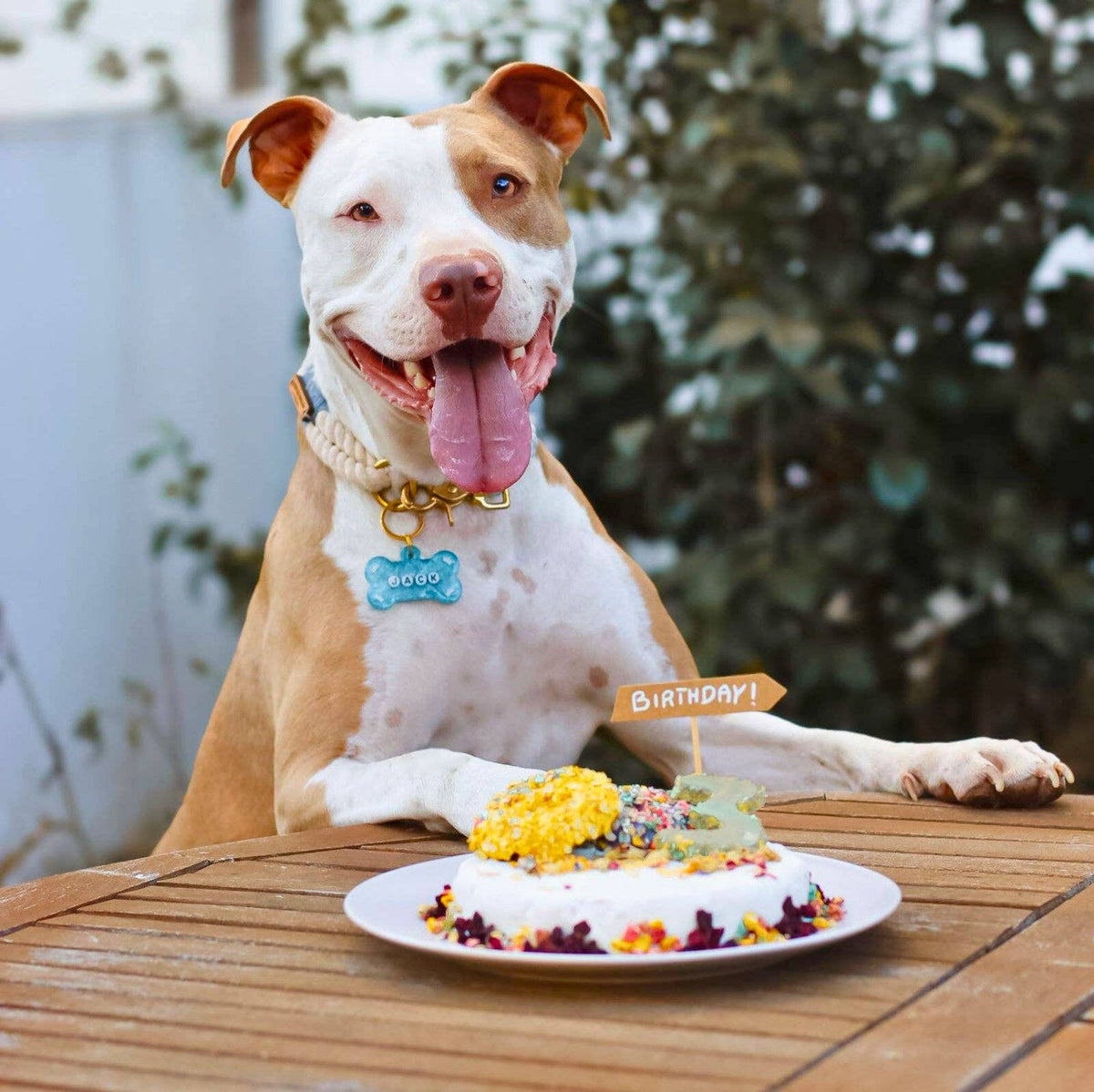 Baka egen hundtårta med krill | Bakset 200 g