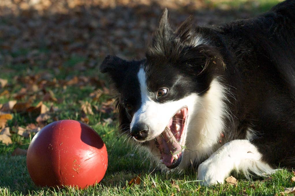 Push-n-Play – en av marknadens mest tåliga hundbollar