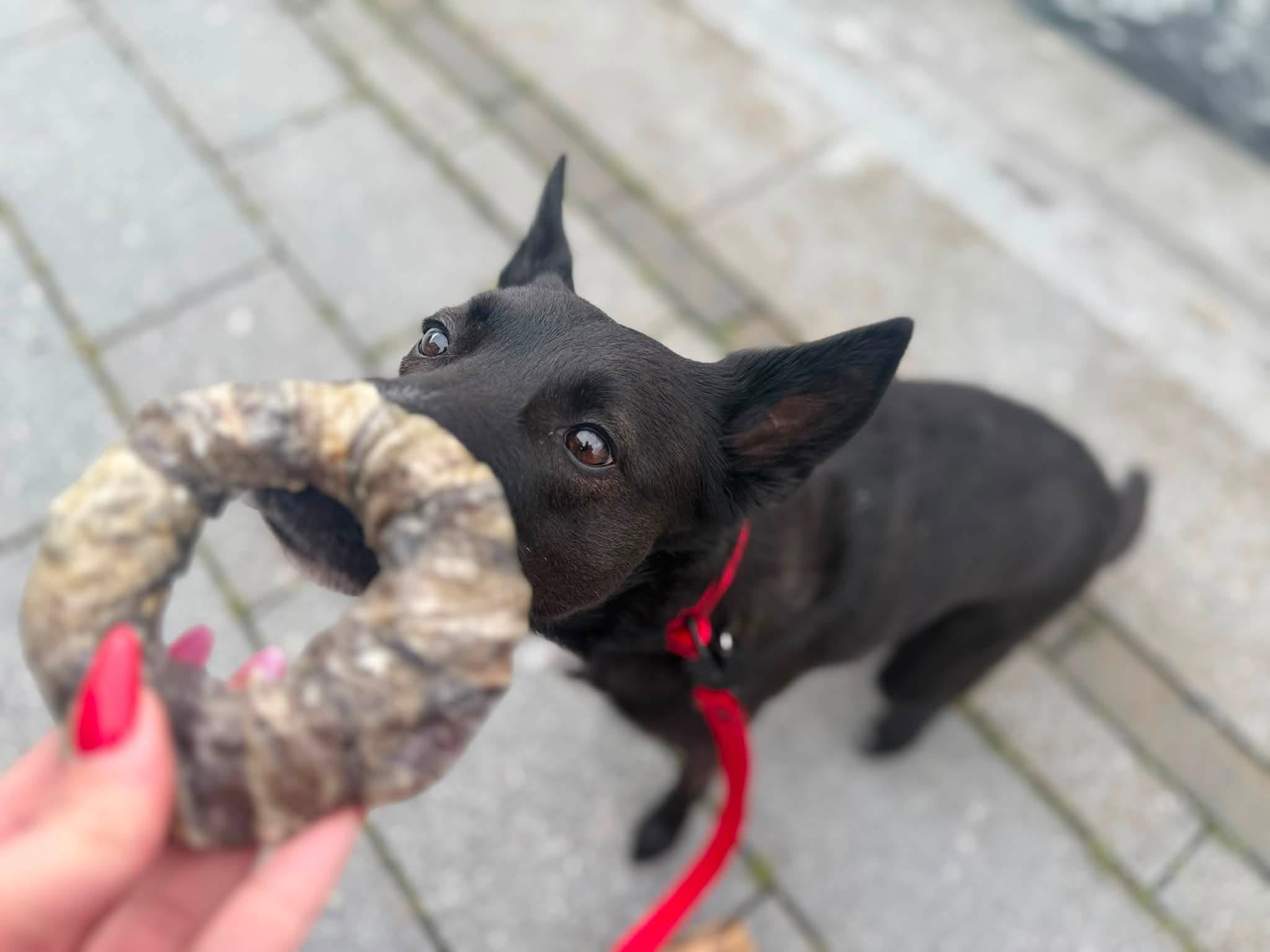 Torskhudsdonuts – naturligt hundtugg av 100 % torskhud