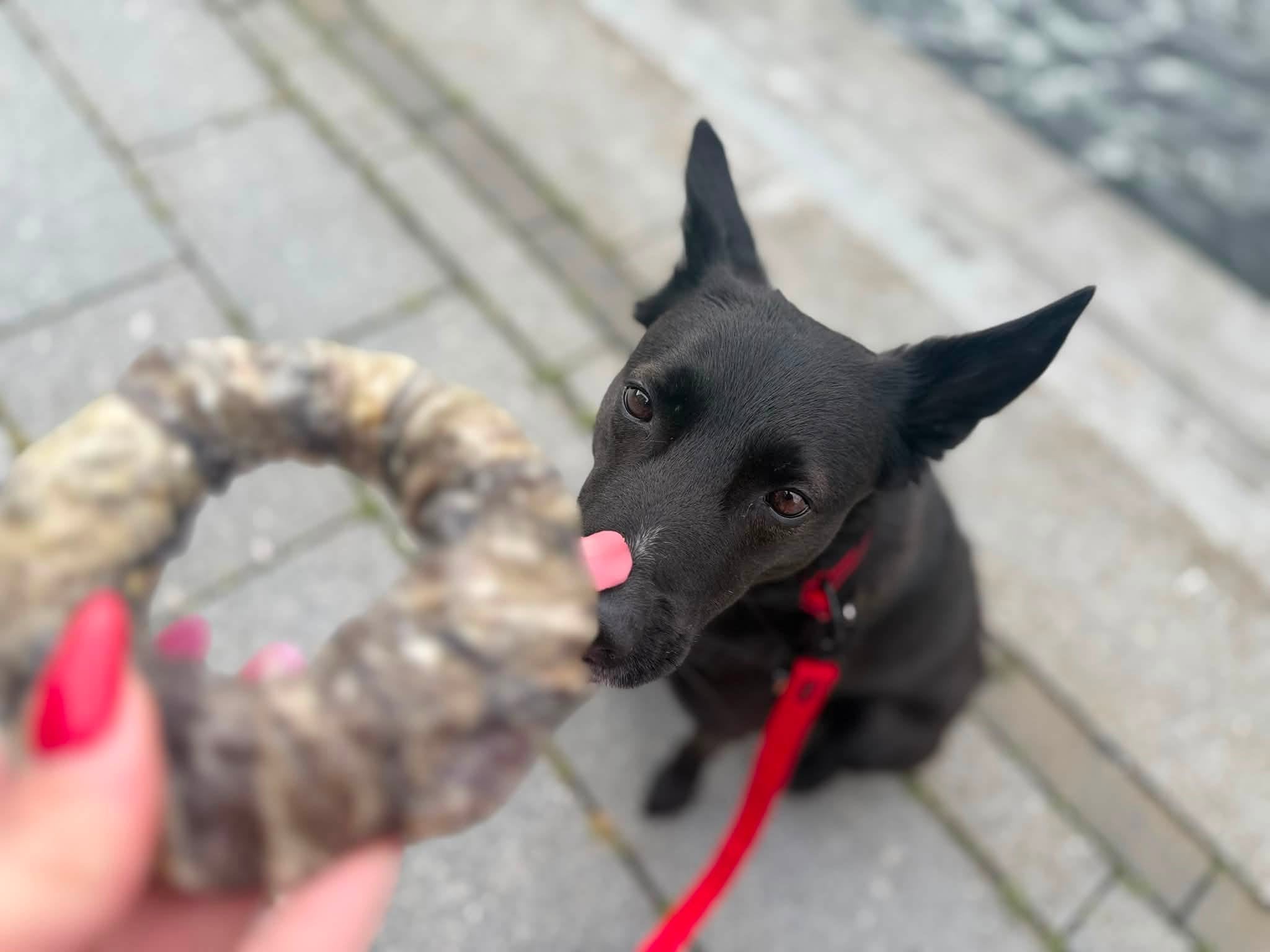 Torskhudsdonuts – naturligt hundtugg av 100 % torskhud