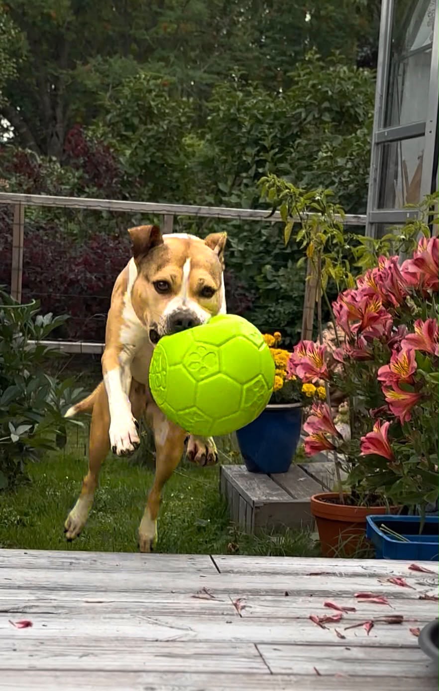 Jolly fotboll 20 cm – tålig hundboll för lek, apportering och vatten