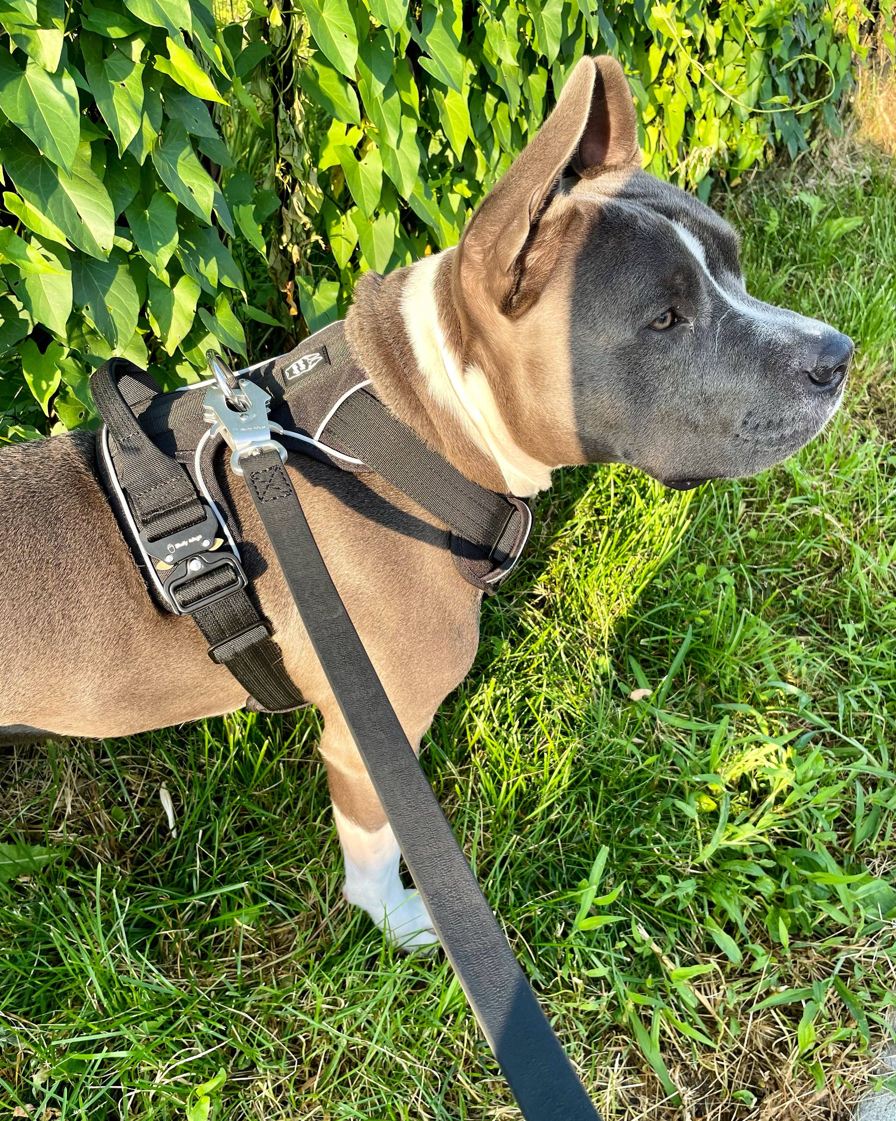 Bully Wags - Heavy-Duty Everyday Harness - Svart: Svart / Stor