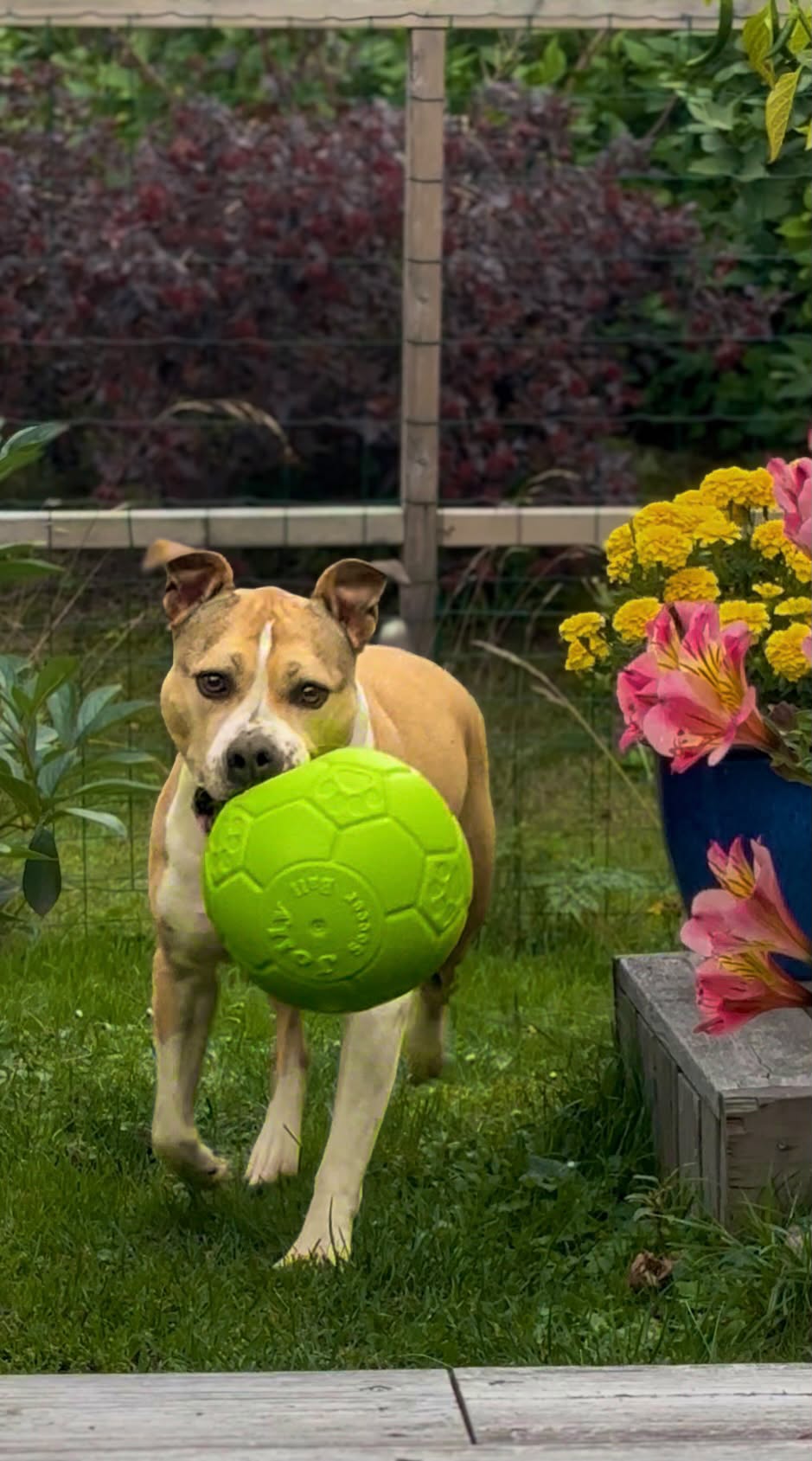Jolly fotboll 20 cm – tålig hundboll för lek, apportering och vatten