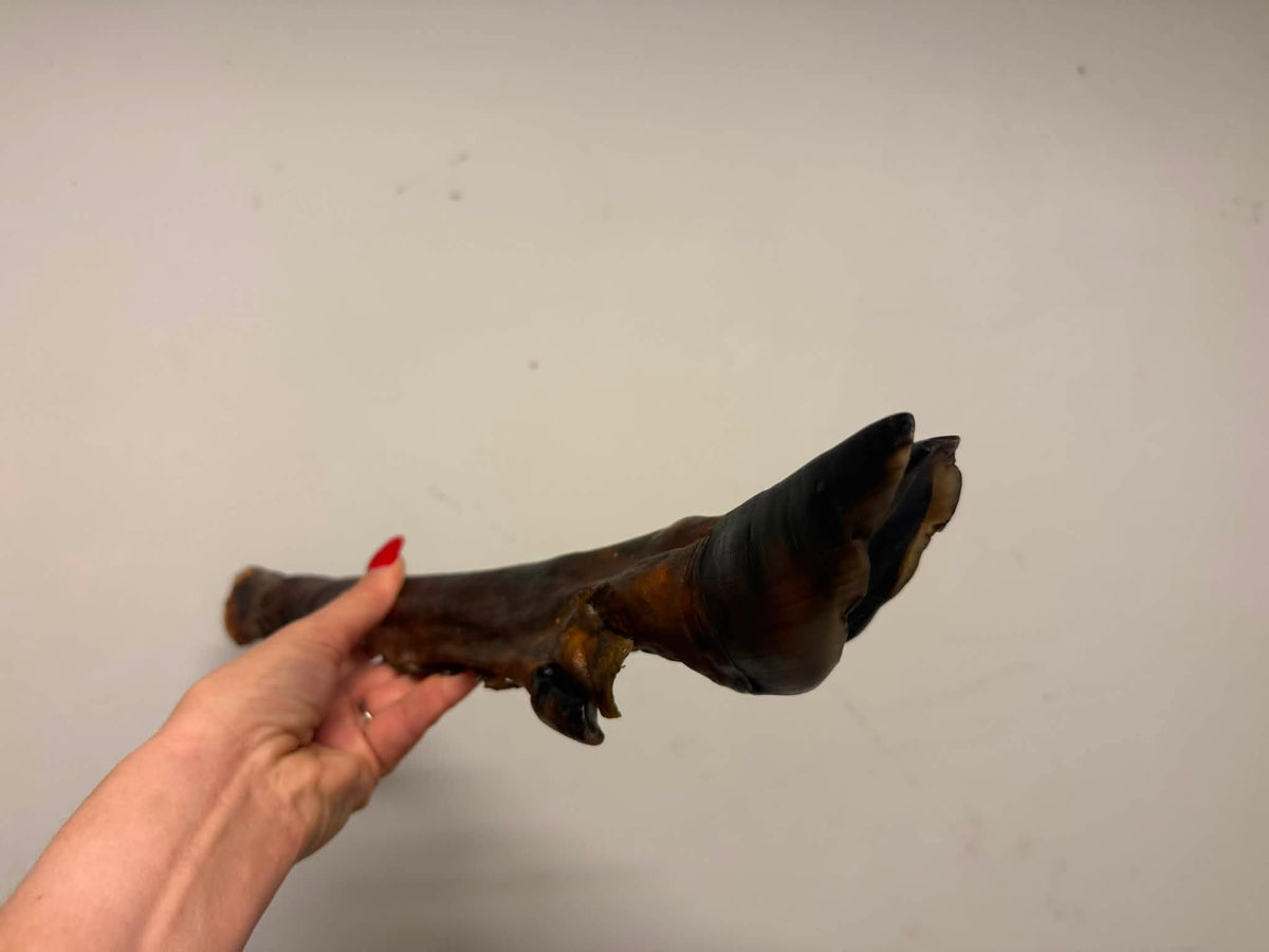 Dovhjortslägg med klöv – 100 % naturligt hundtugg