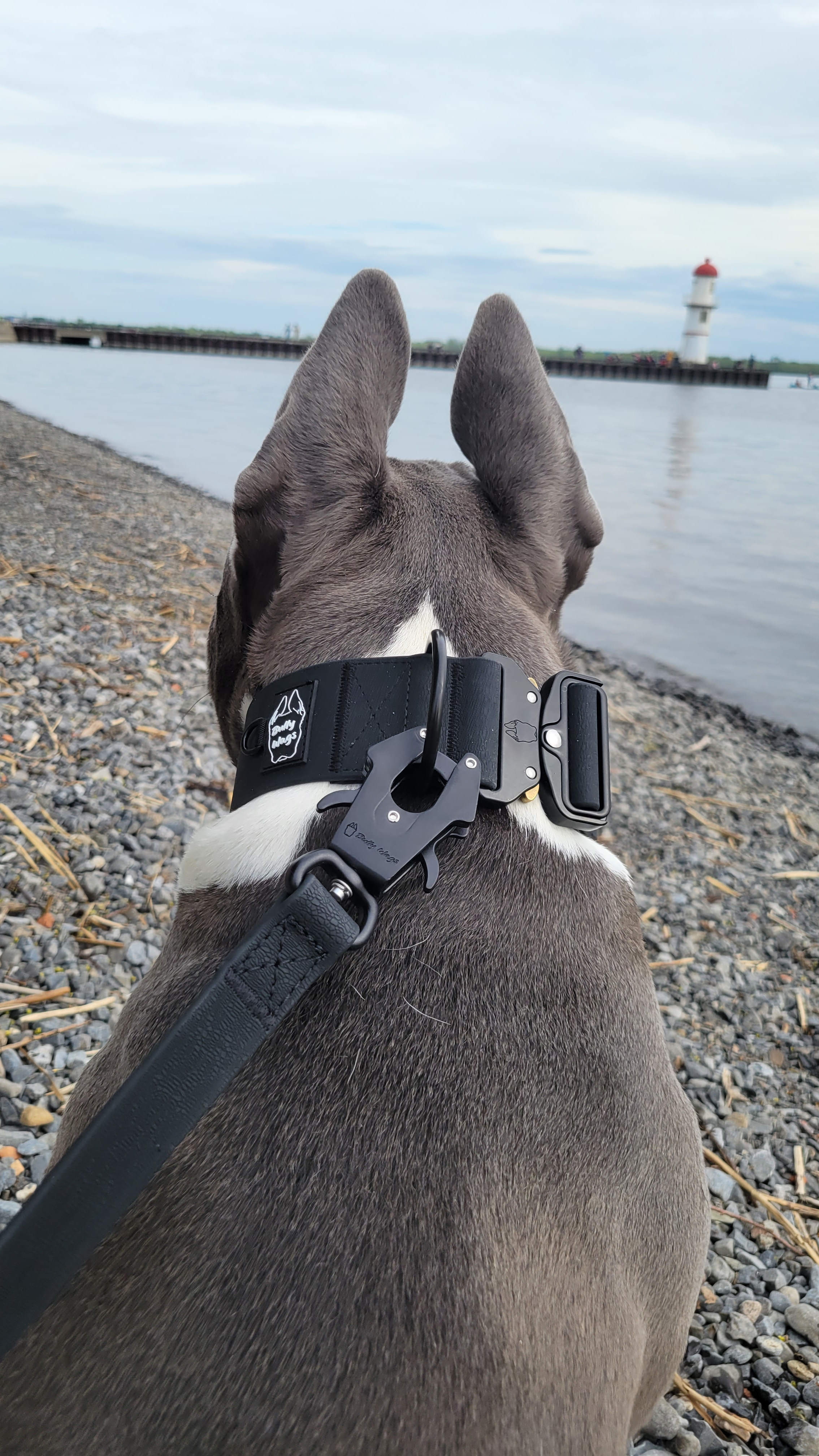 Bully Wags - 2 tums vattentät PVC hundkrage 2.0: Svart / Medium