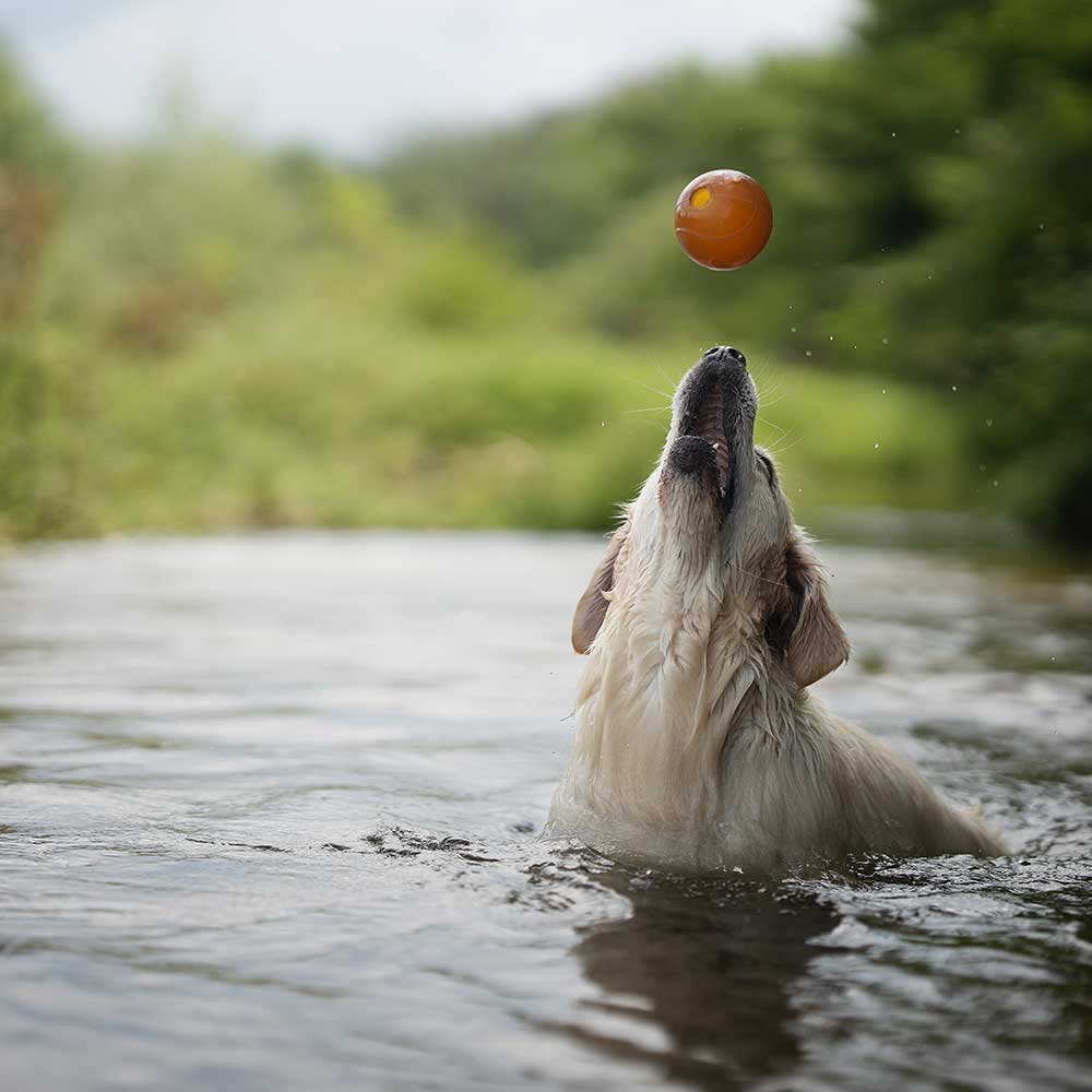 Gnugga bollen hund leksak: L