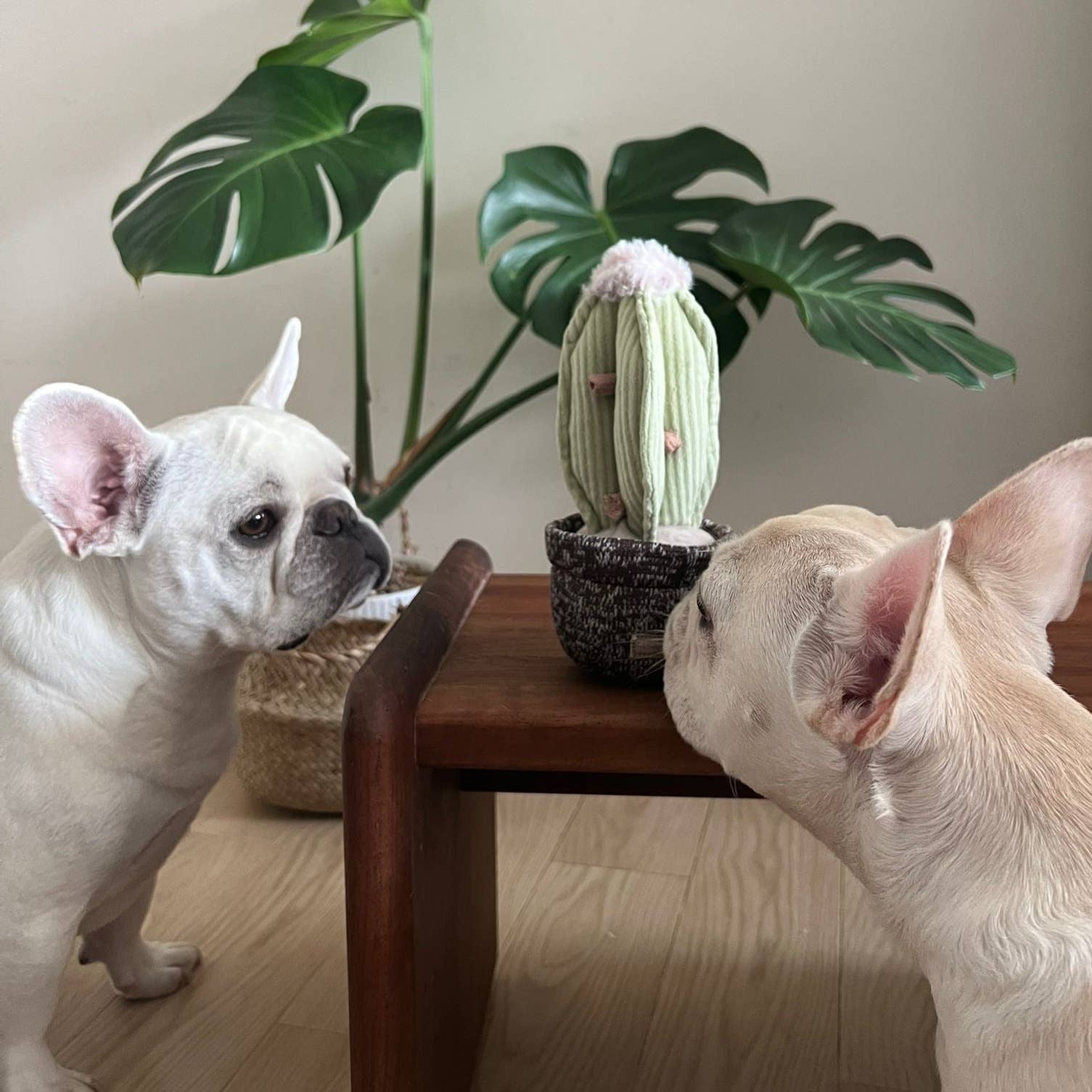 Lambwolf EU – CACTUS // Berikningsleksak för hund // Snuffle-leksak