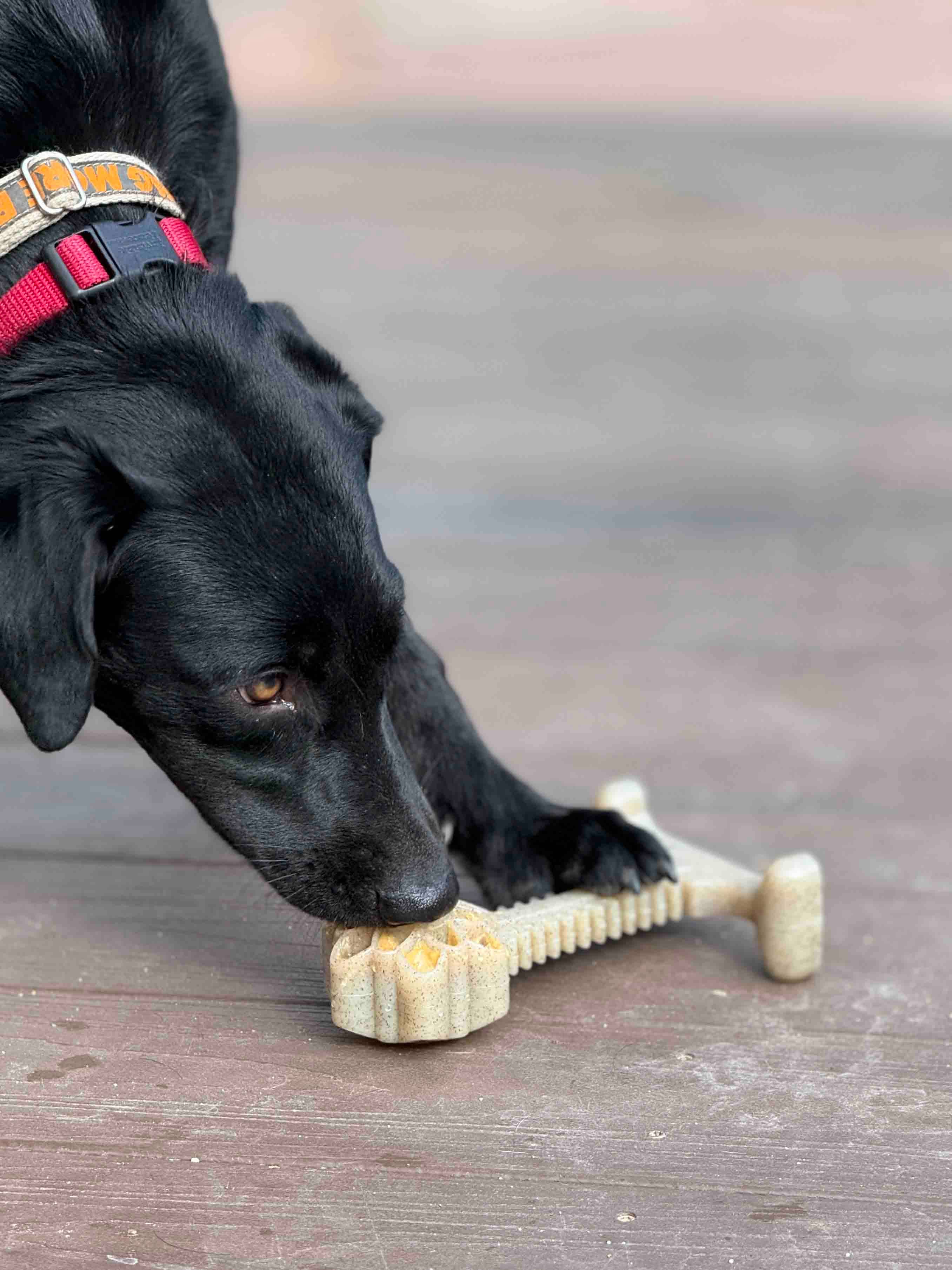 SodaPup Dog Toys - Honey Bone Dental Flower Tower eChew Ultra Hållbar Nylon Hundtuggleksak - XL: Blomtorn - XL