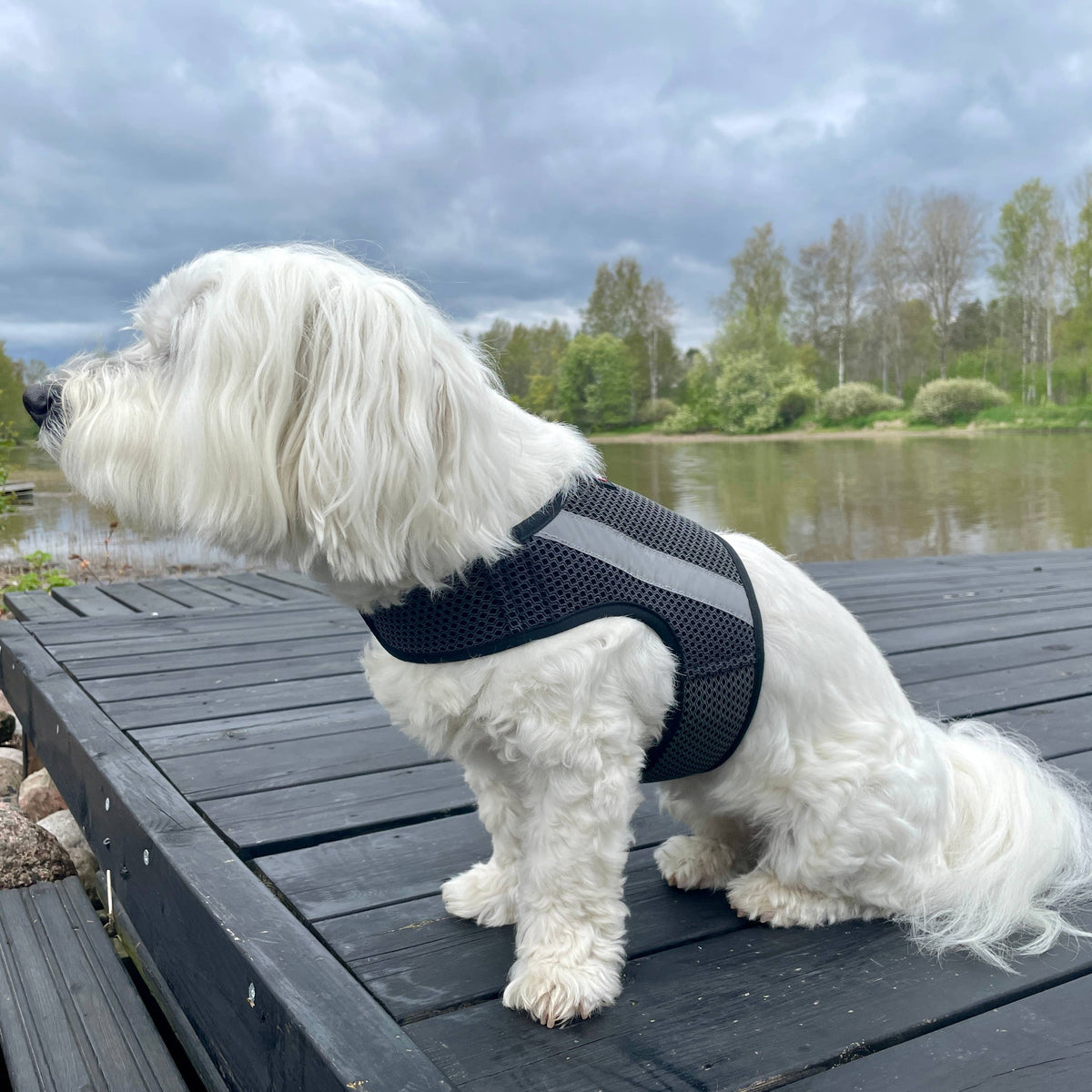 GLOW – Helreflekterande reflexväst för hund med regnbågseffekt