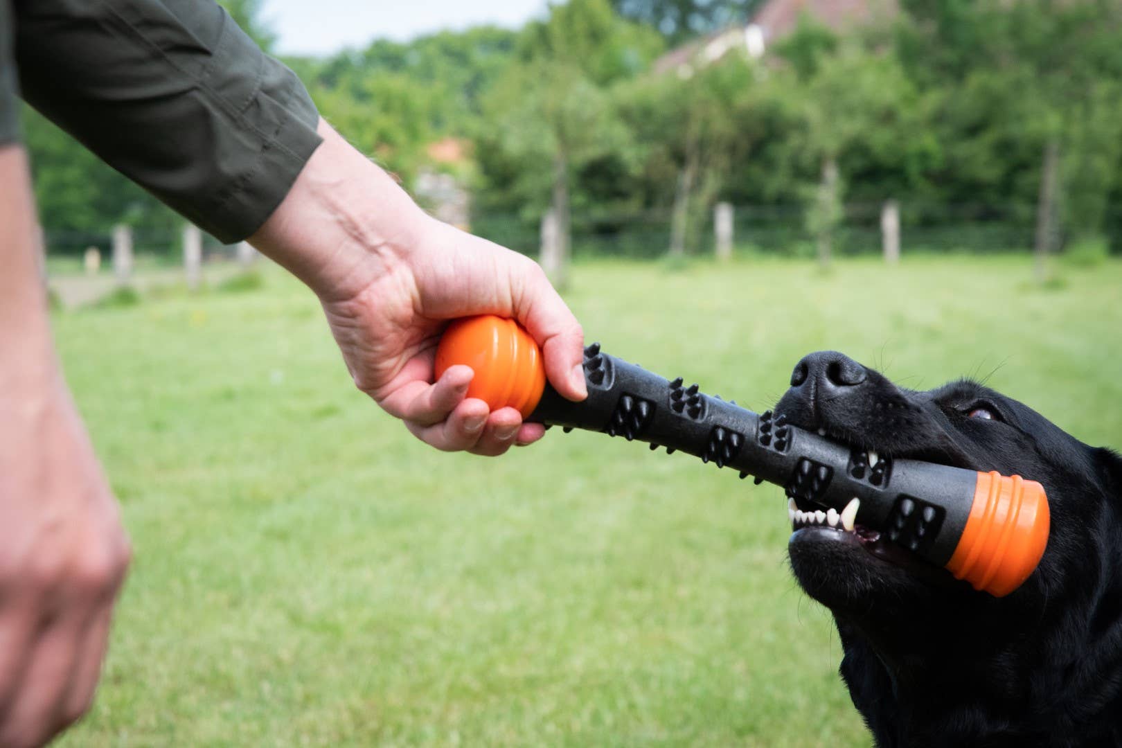 Dog Comets Meteor kastpinne orange L
