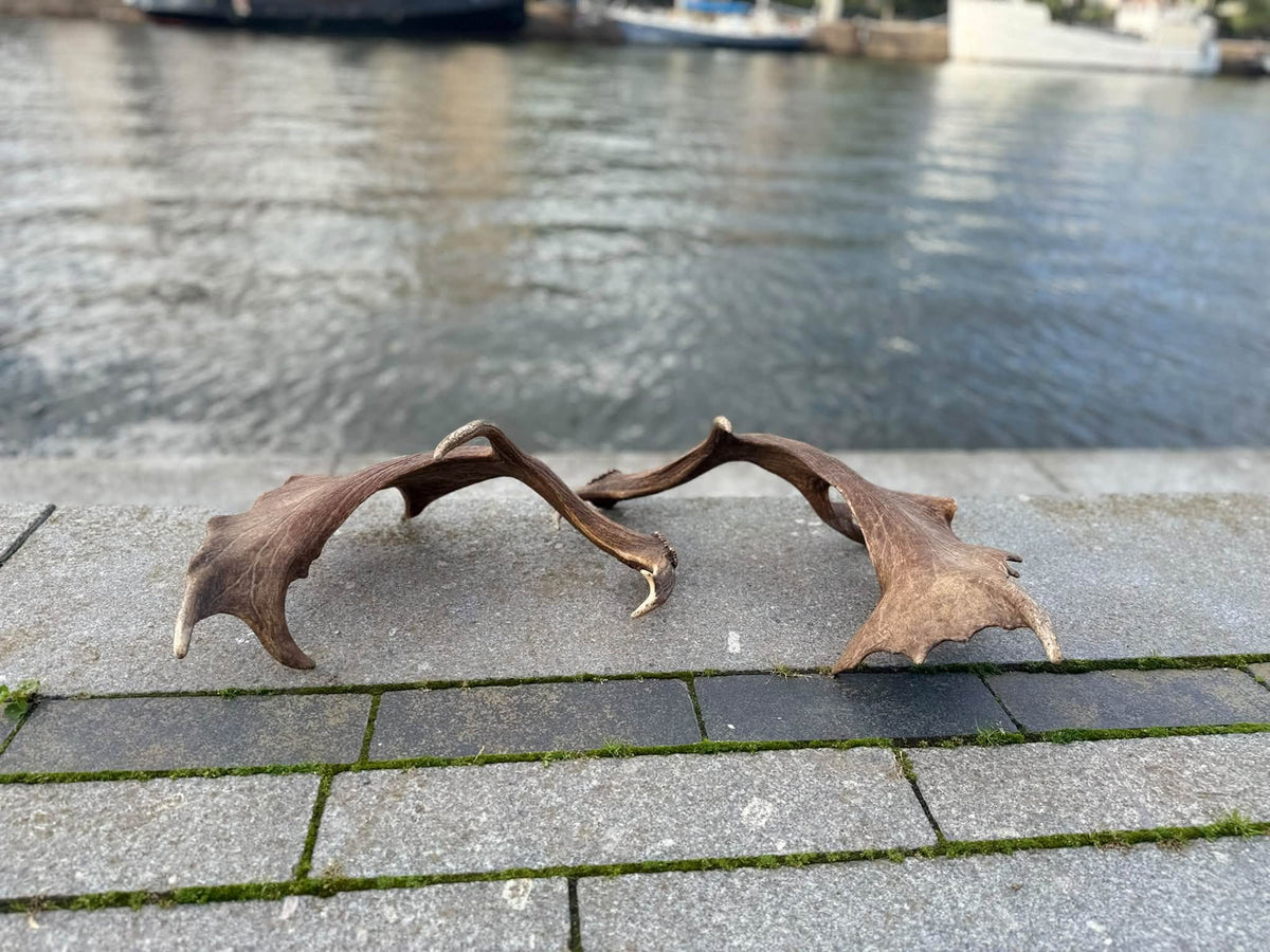 Dovhjortshorn XXL – Naturligt tuggben för hund | 50–55 cm