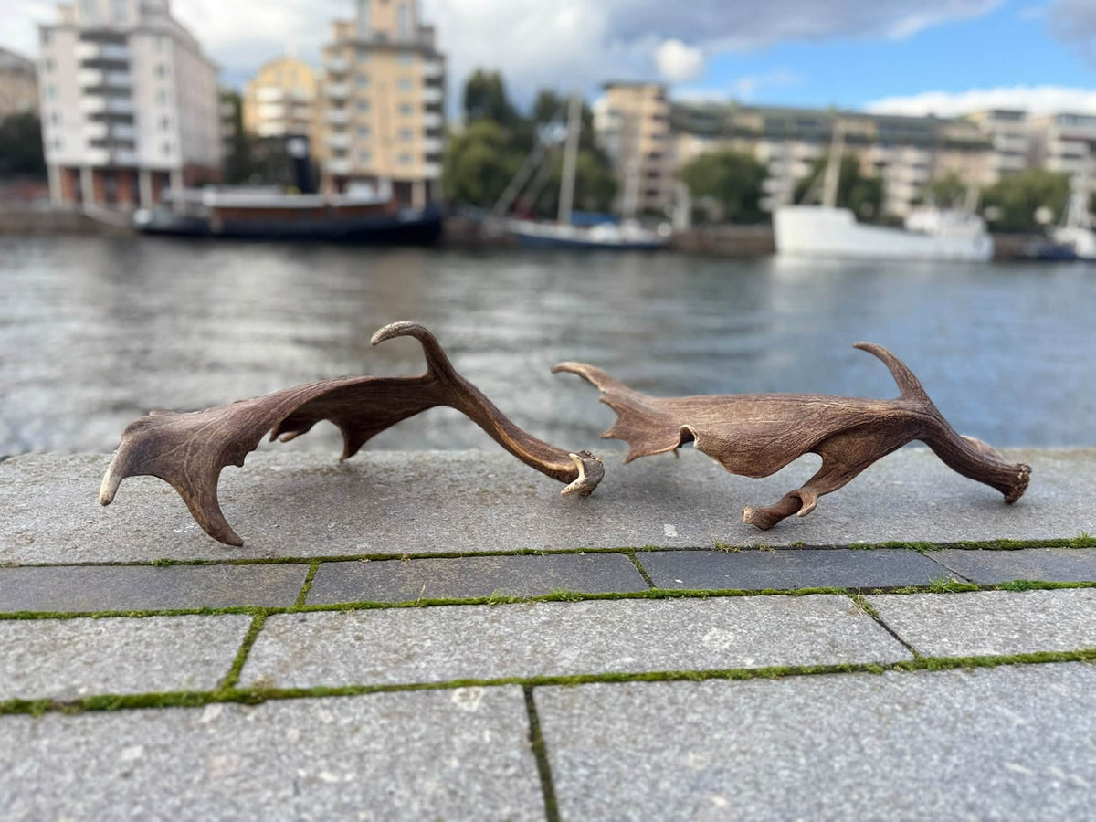 Dovhjortshorn XXL – Naturligt tuggben för hund | 50–55 cm