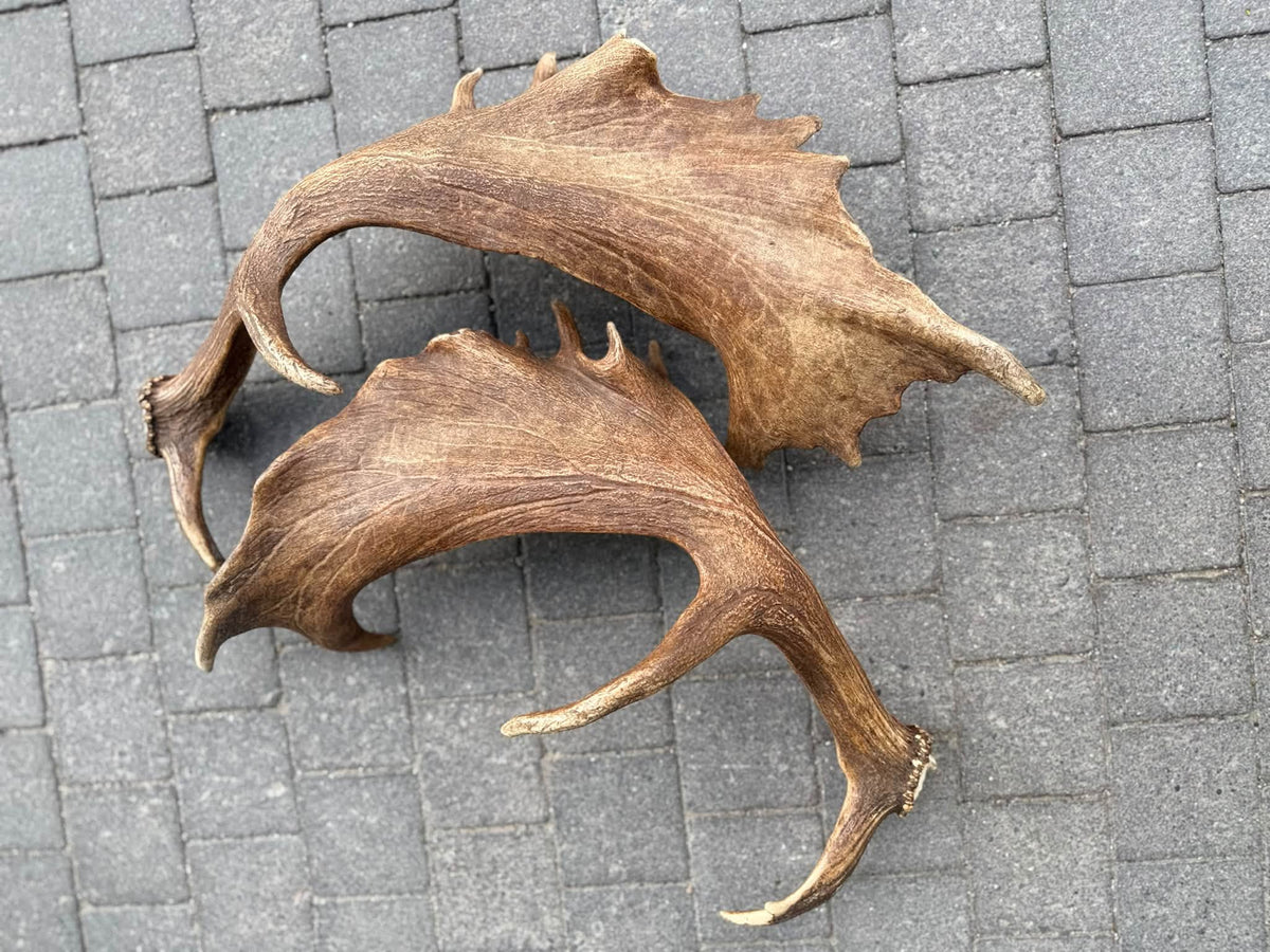 Dovhjortshorn XXL – Naturligt tuggben för hund | 50–55 cm
