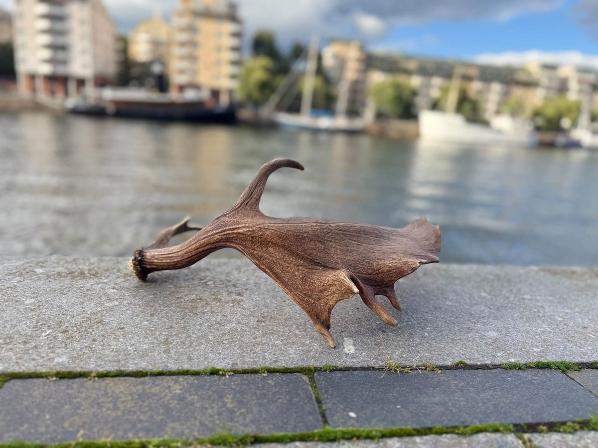 Dovhjortshorn XXL – Naturligt tuggben för hund | 50–55 cm