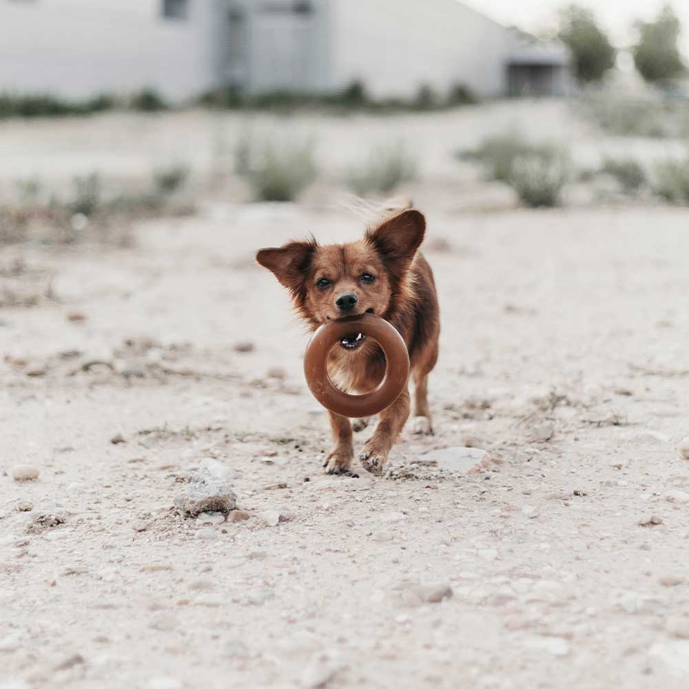 Gnugga Bite Hund Leksak: M