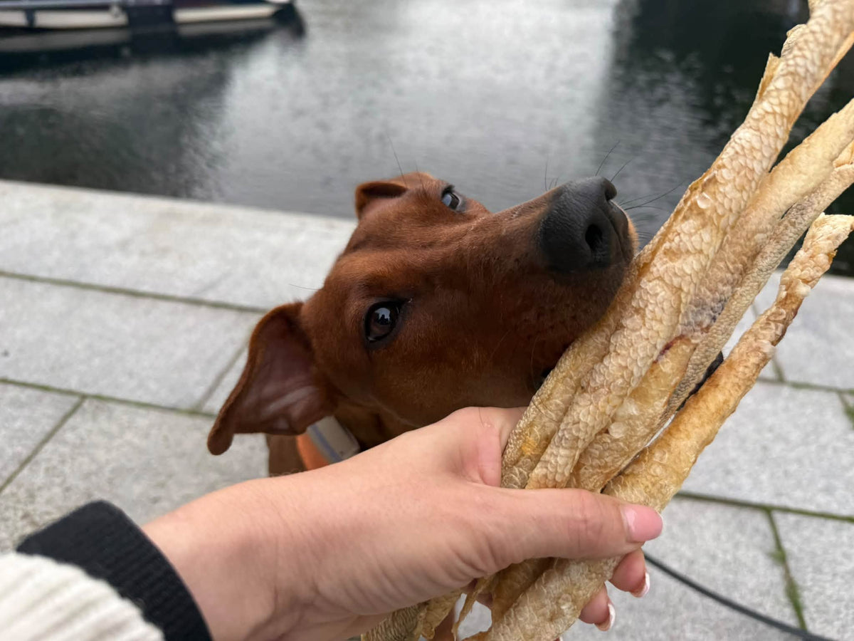 Rödfisksticks – naturligt hundgodis av rödfisk