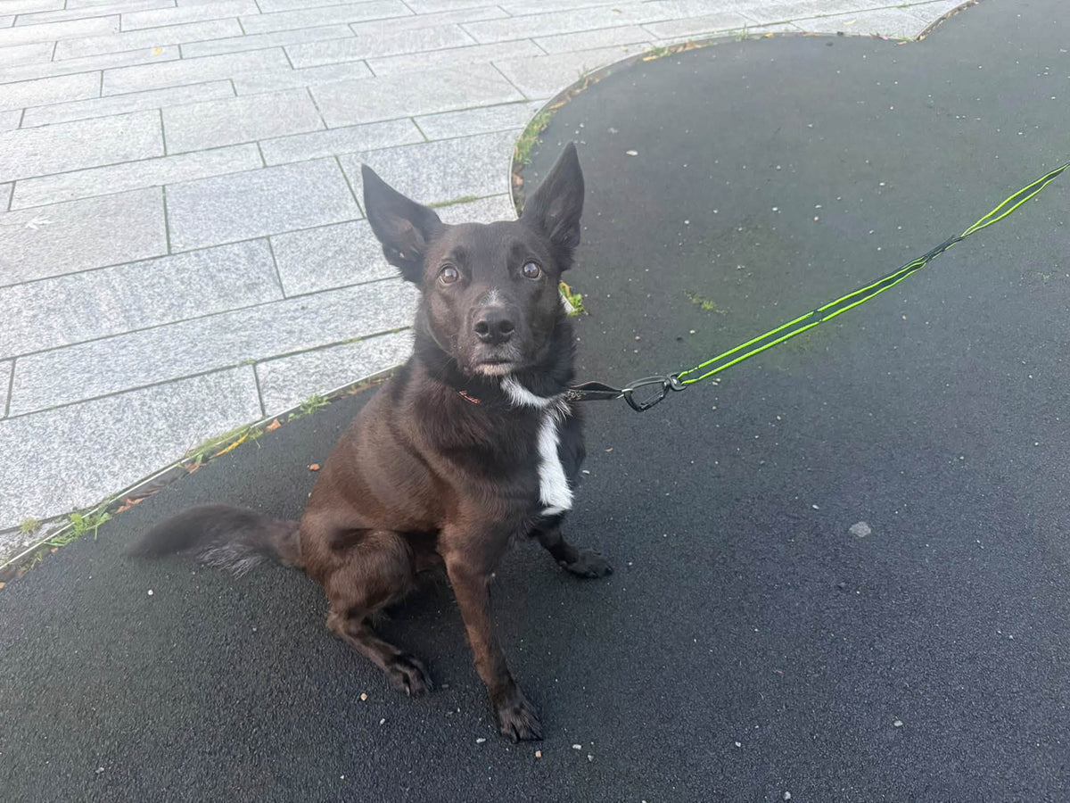 FINNERO POWER – Elastiskt hundkoppel med ryckdämpning och kontrollhandtag