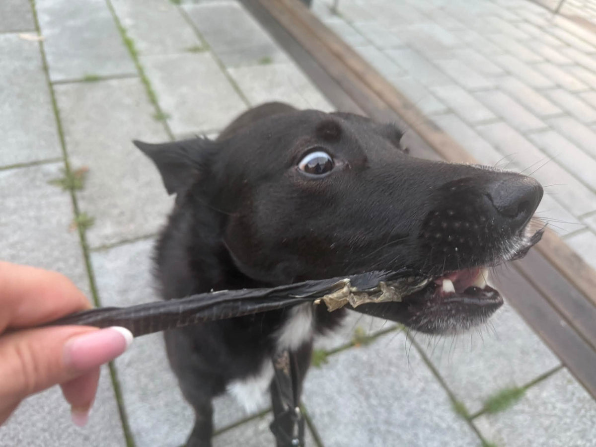 Malhud 1 st – Naturligt och segt hundtugg av 100 % fisk