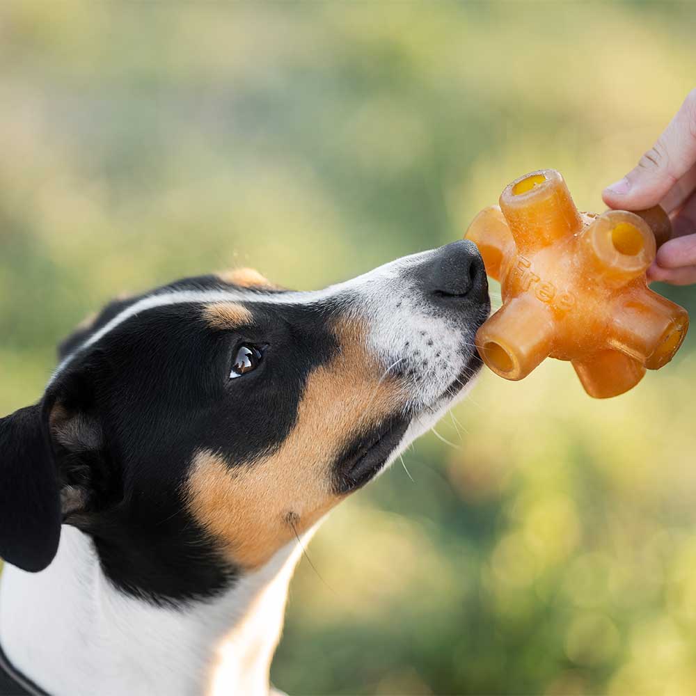 Gnugga gratis hoppa hund leksak: S