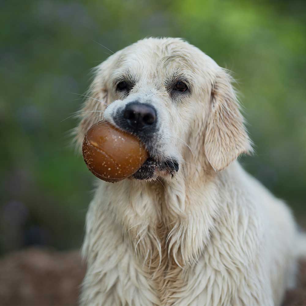 Gnugga bollen hund leksak: L