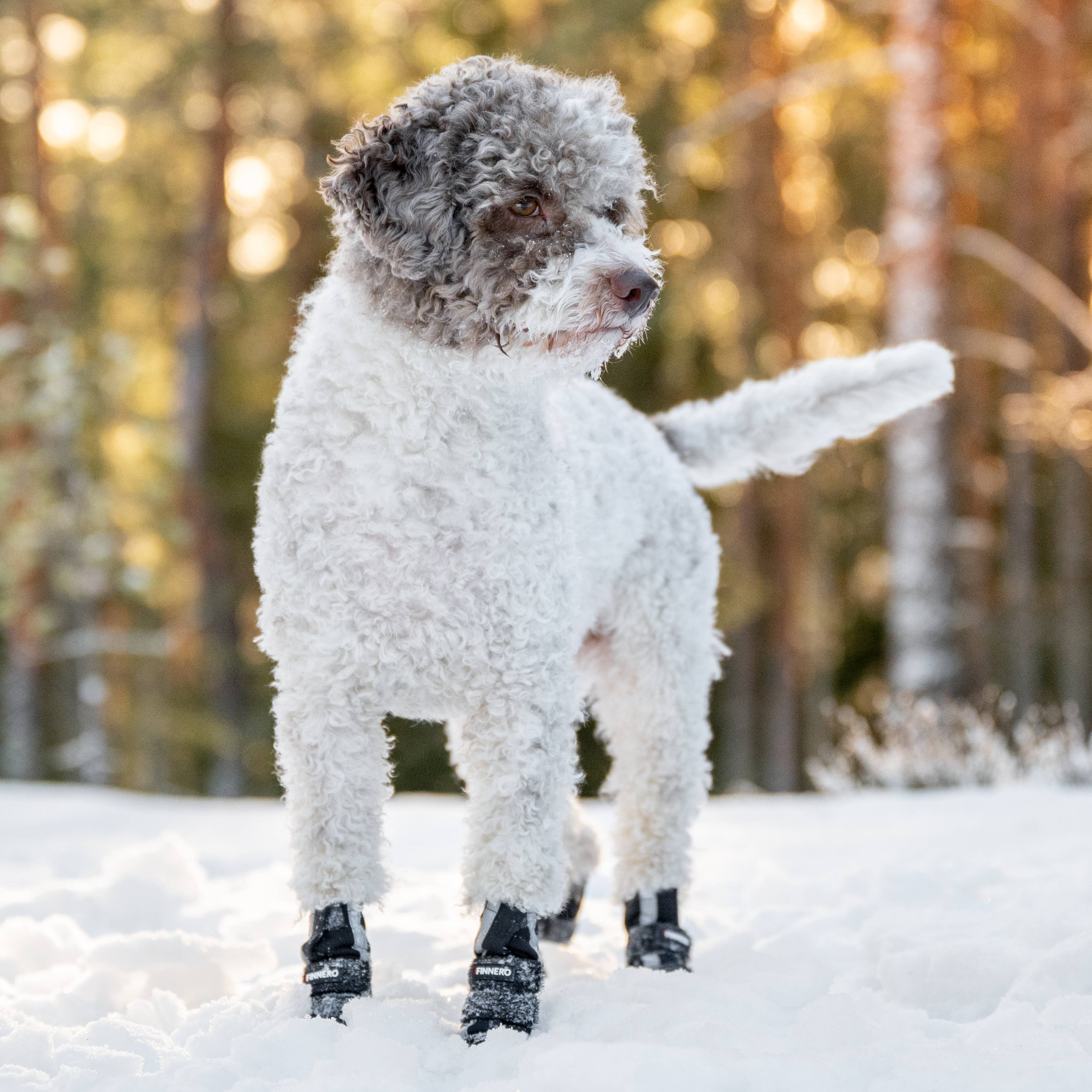 FINNERO HALLA Softshell Hundskor, 4 st/förpackning