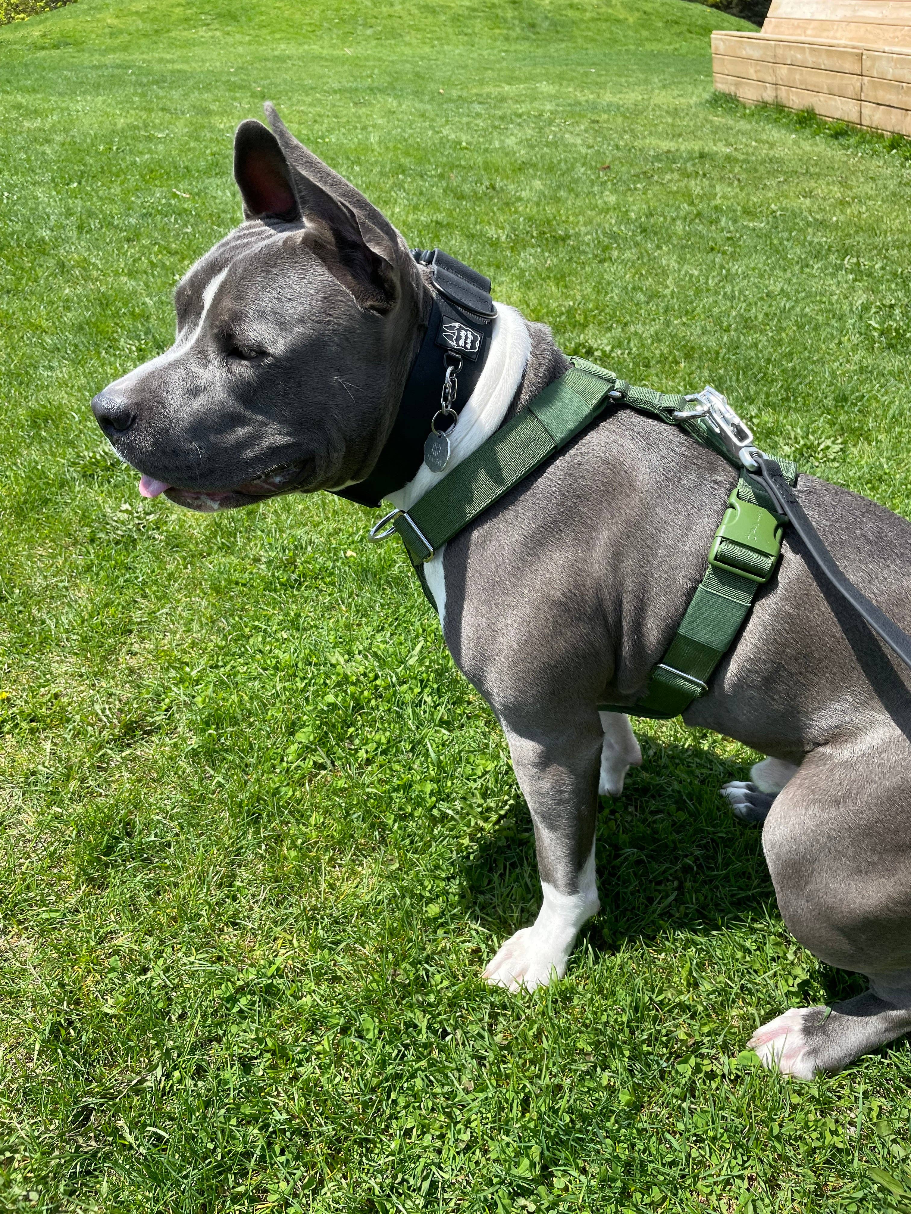 Bully Wags - Y Strap Äventyr Sele - Kaktus Grön: Kaktus Grön / Liten