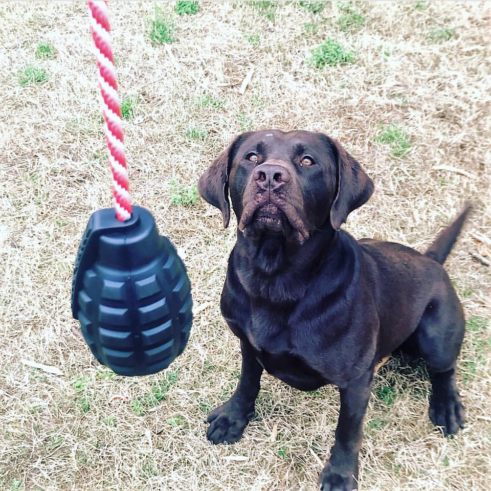 Granat Svart för Hund | Godisdispenser & Tuggleksak