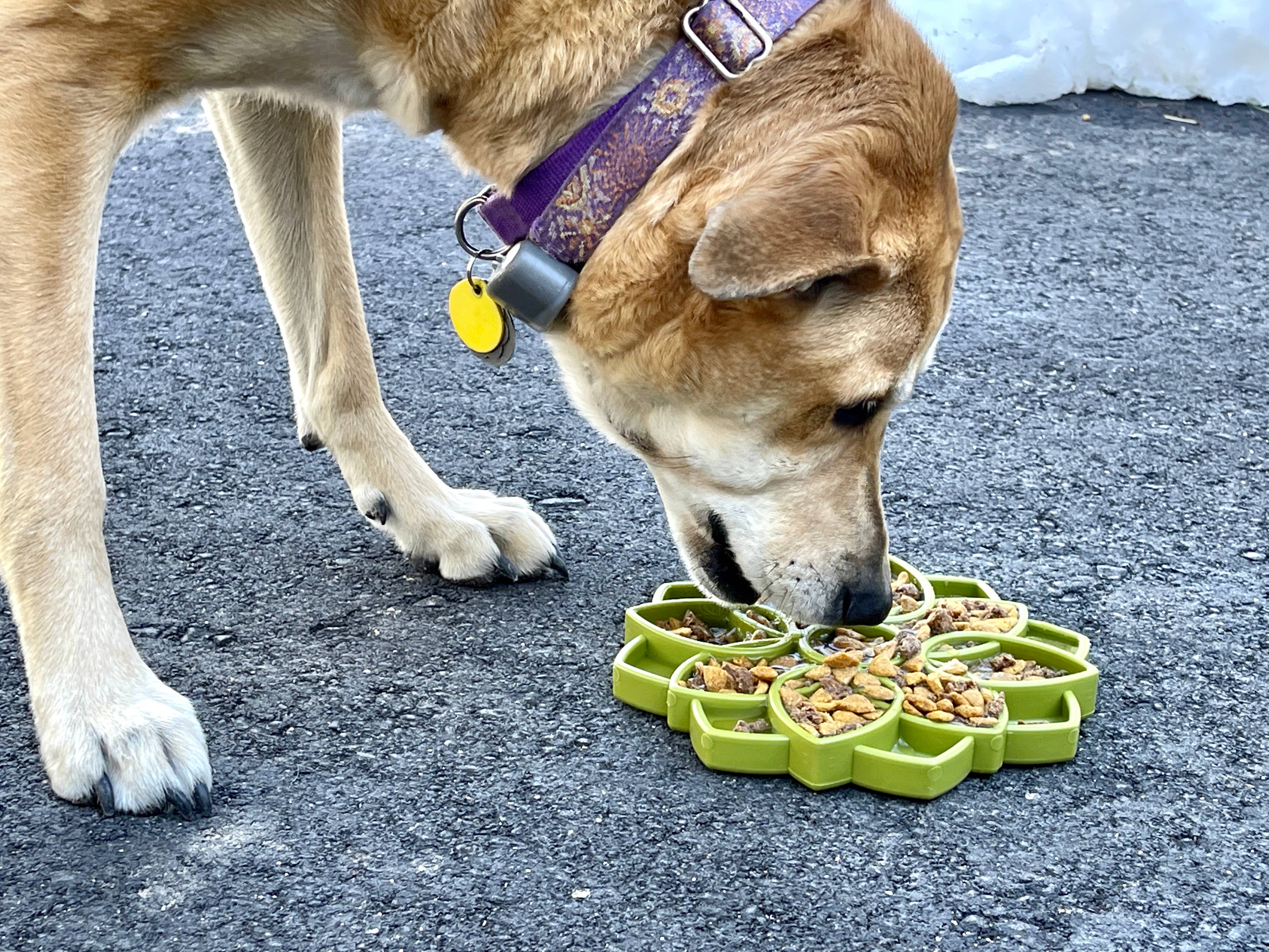 SodaPup Dog Toys - Mandala Design eTray anrikning fack för hundar: Blå