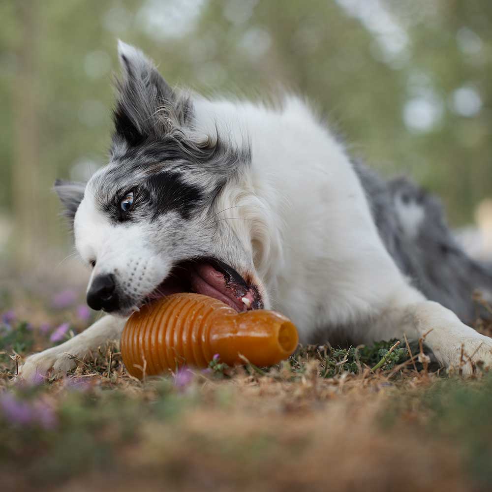 Gnugga Bouncy Hund Leksak: L