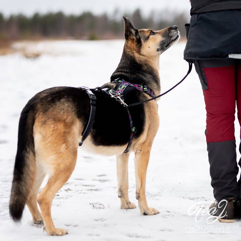 RESCUE – Säkerhetsrem till hundsele | Anti-escape