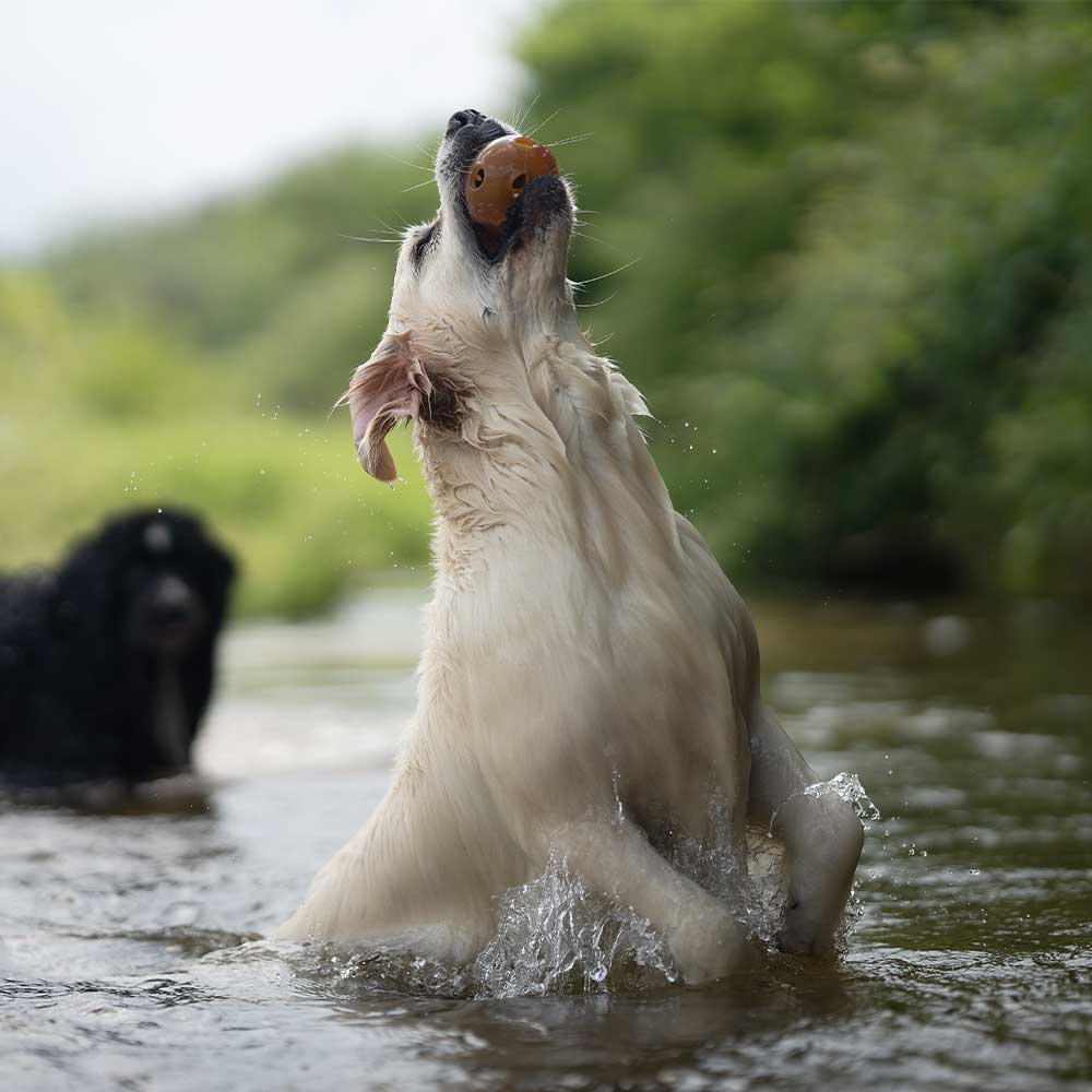 Gnugga hål hund leksak: M