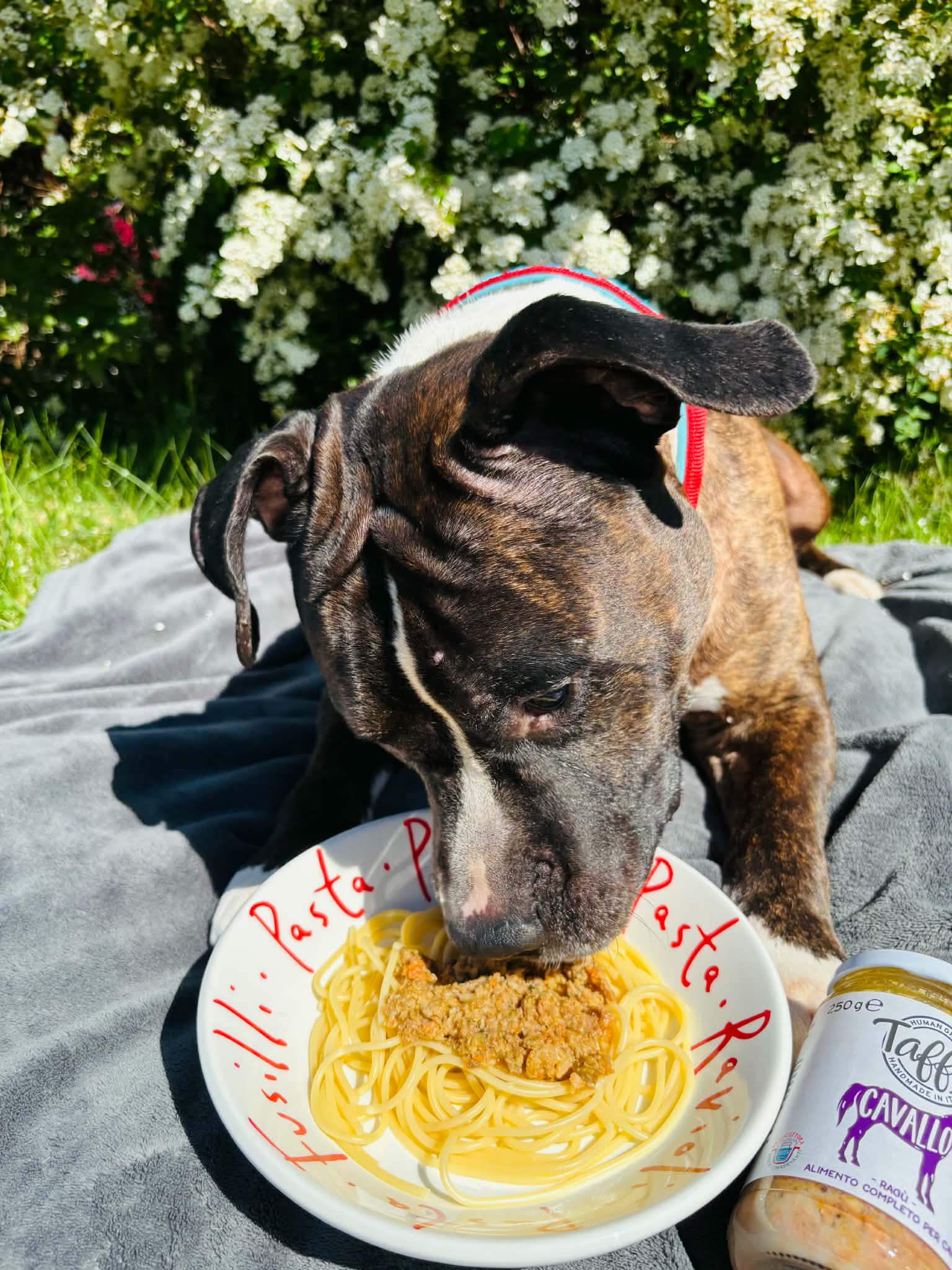 Taffio Pet Food – Häst Ragù 250 g | Komplett våtfoder för hund