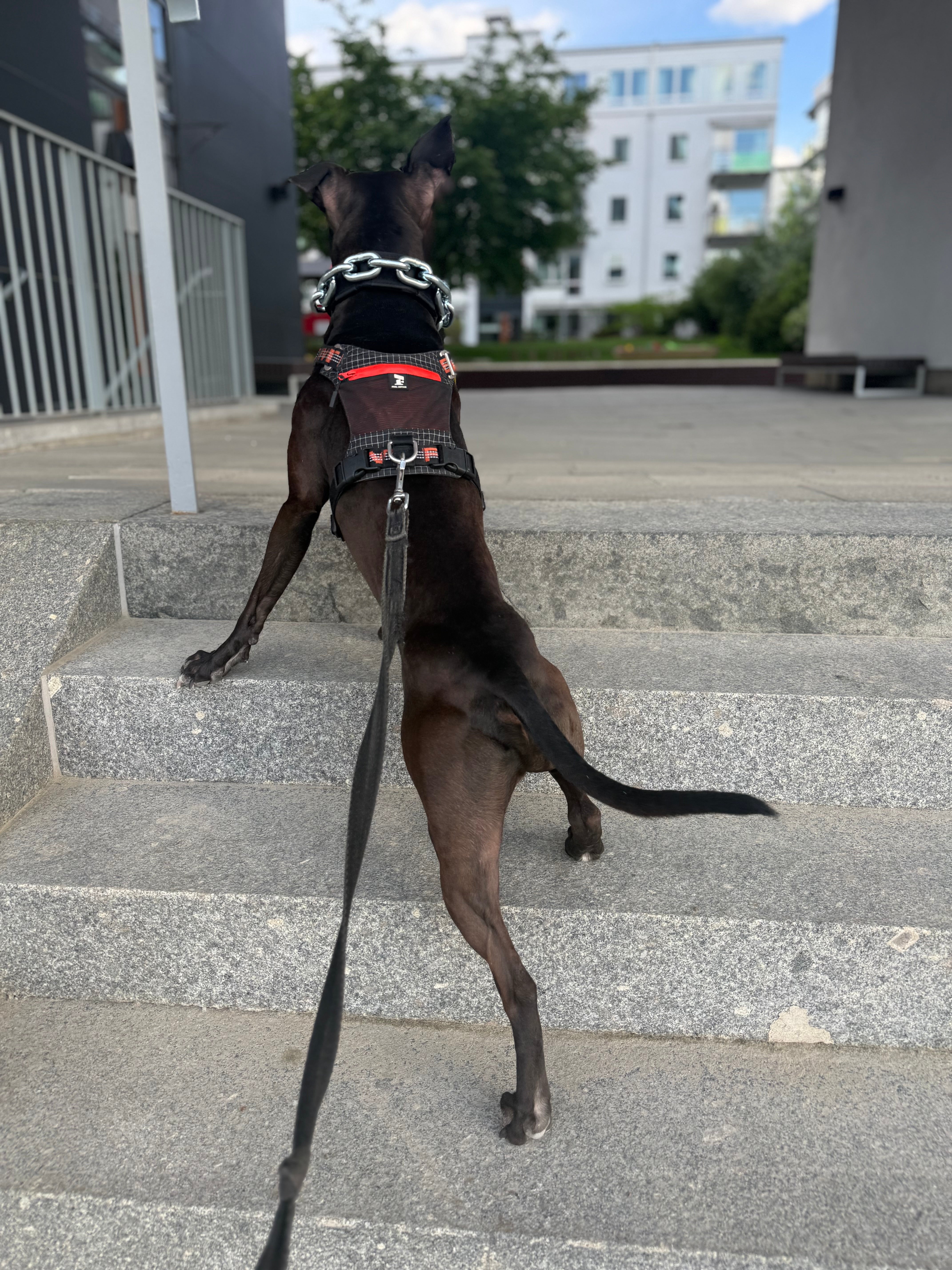 Vikthalsband för Hund – Exklusivt Tungt Stålkedjehalsband