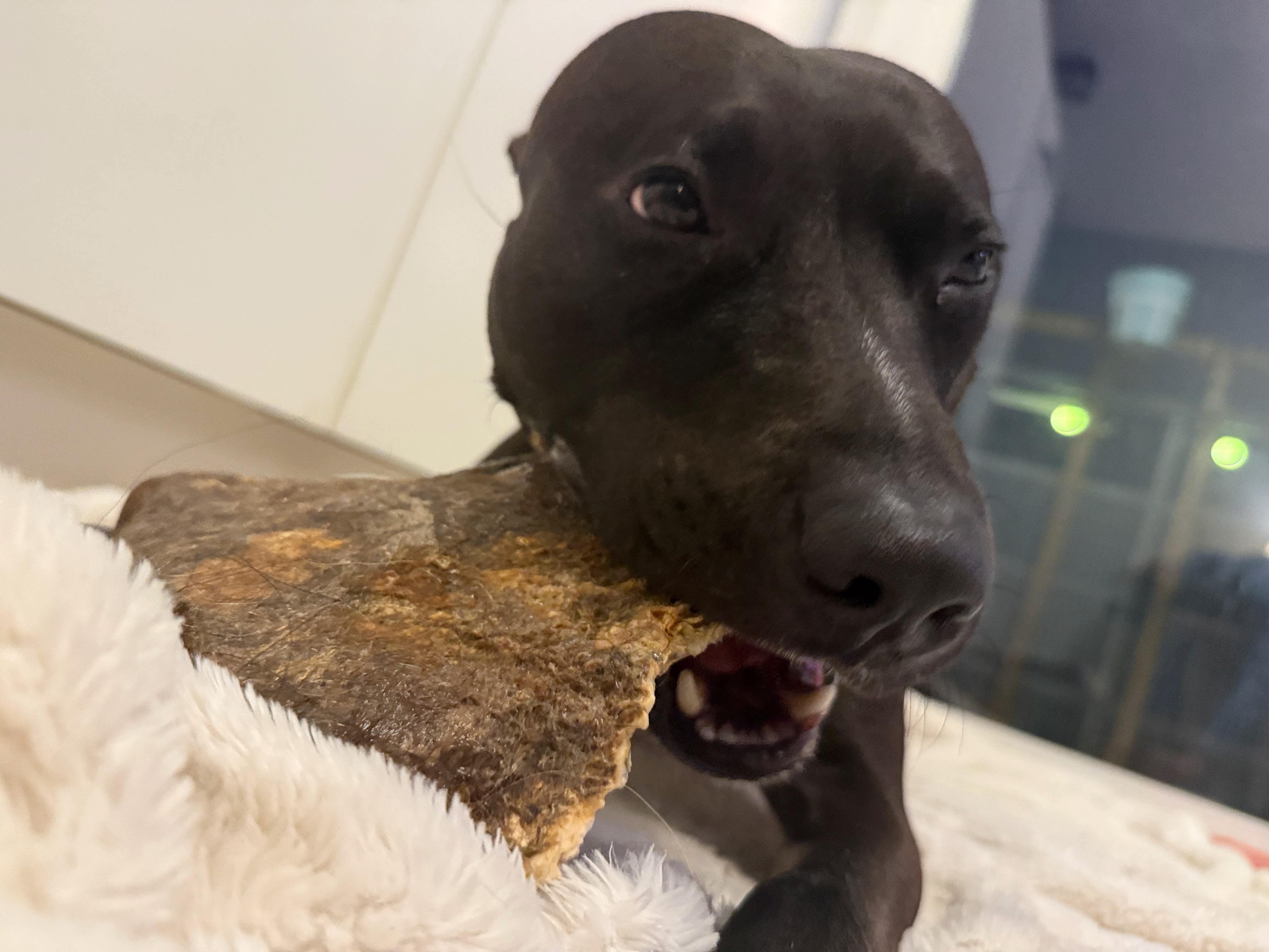 Nyhet! Hästhud med päls XXL – naturligt hundtugg med lång tuggtid