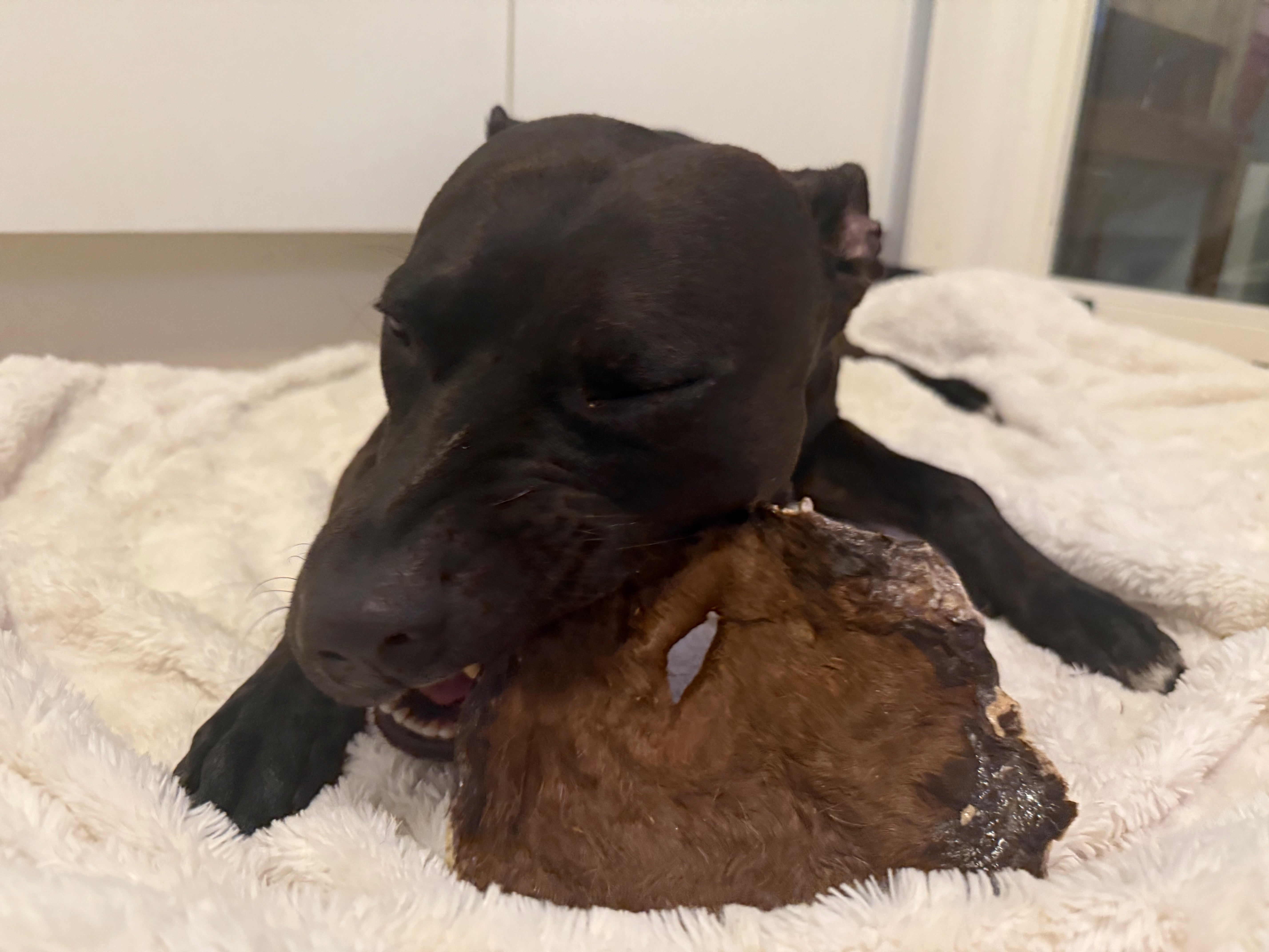 Nyhet! Hästhud med päls XXL – naturligt hundtugg med lång tuggtid