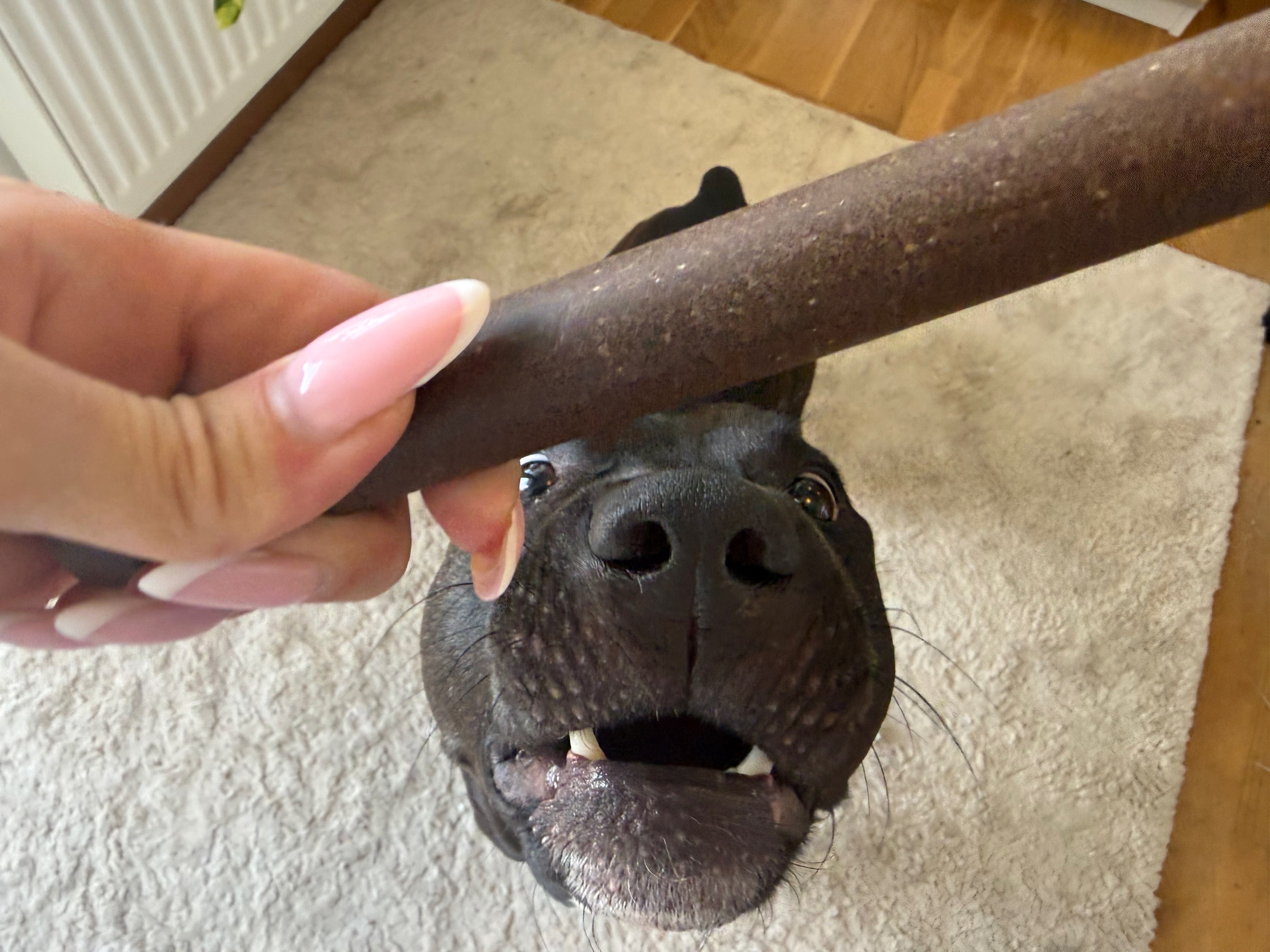 Denta Roll XXL Hjort & potatis – spannmålsfritt hundtugg för tandvård