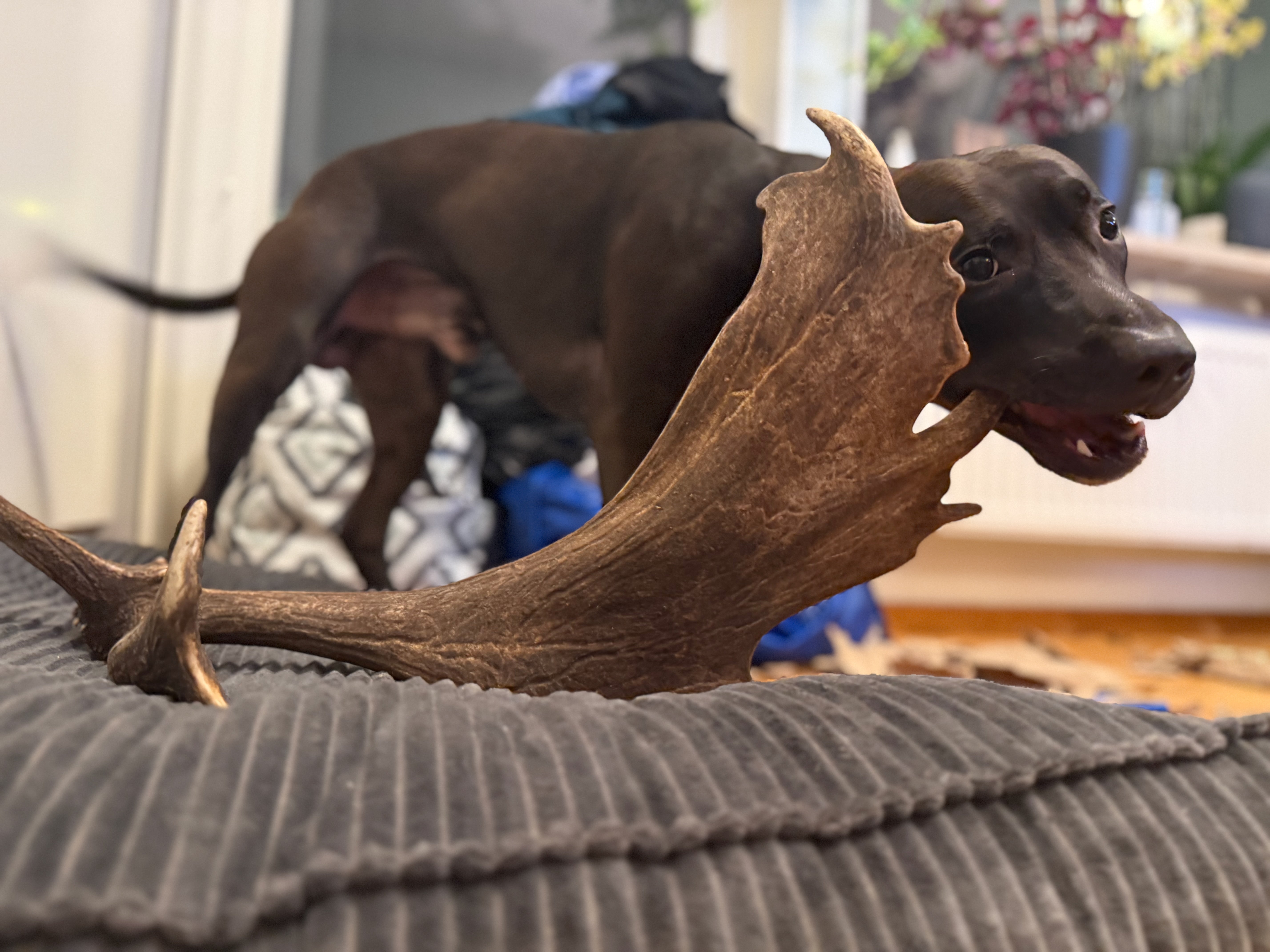 Dovhjortshorn XXL – Naturligt tuggben för hund | 50–55 cm
