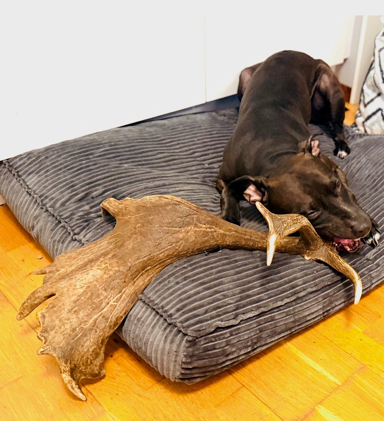 Dovhjortshorn XXL – Naturligt tuggben för hund | 50–55 cm